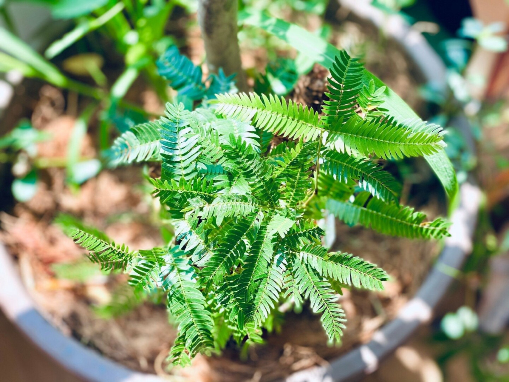 会睡觉的新晋网红绿植:密叶猴耳环 密叶猴耳环虽然是个网红植物,但是