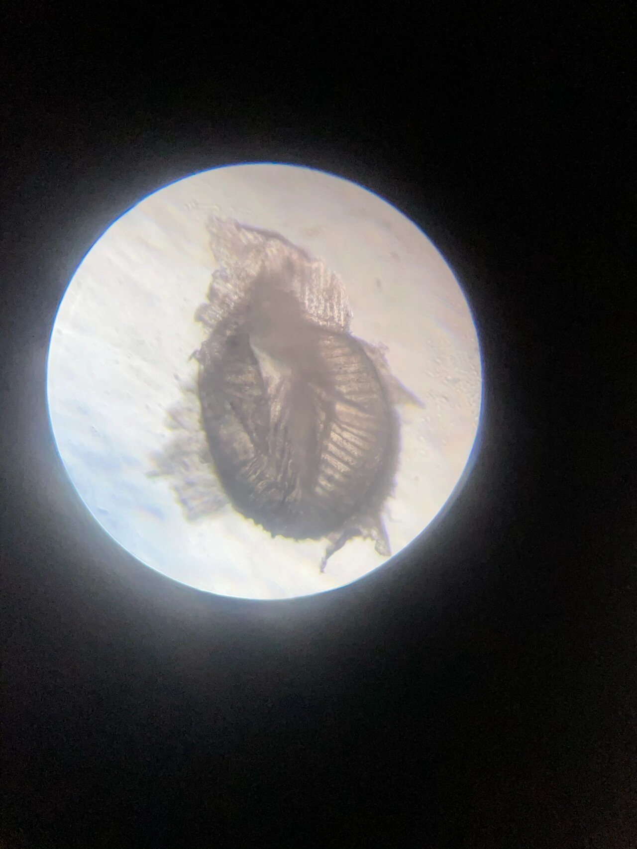 鹦鹉身上的羽虱?羽螨?