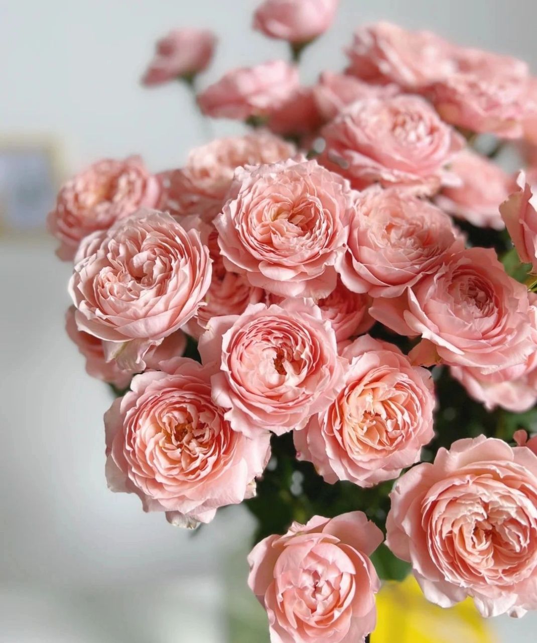 识花系列 ‖一次认识9款多头玫瑰   巧克力泡泡 67经典的复古色系