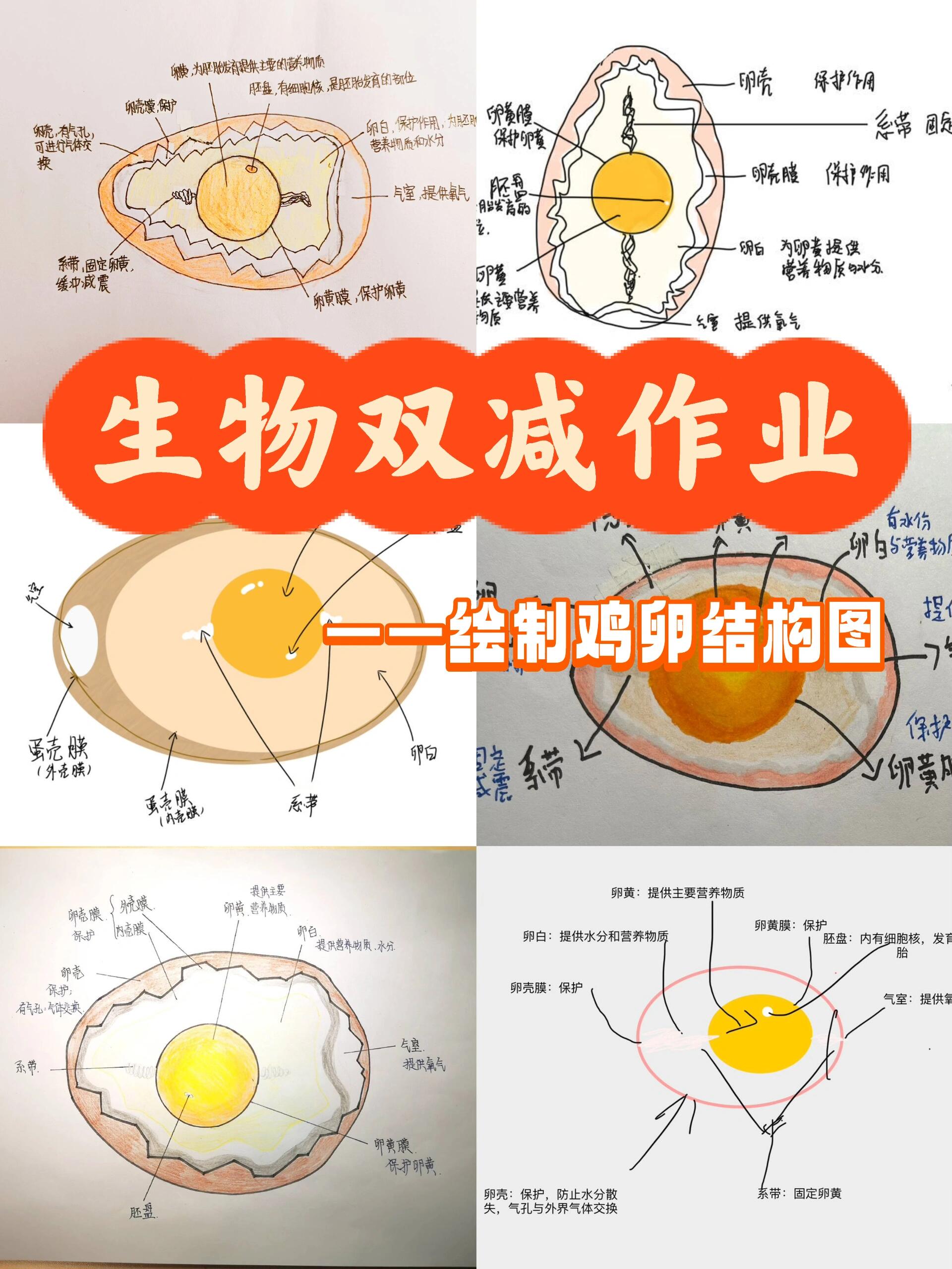 八下生物双减作业