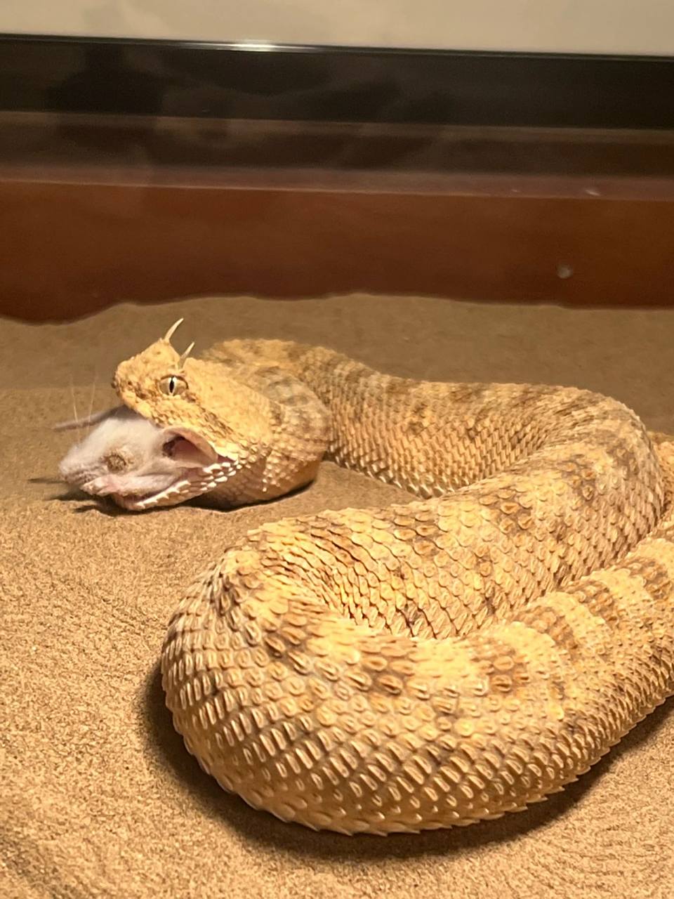 角蝰是一种生存于干燥沙漠地带的毒蛇 角蝰是一种生存于干燥沙漠地带