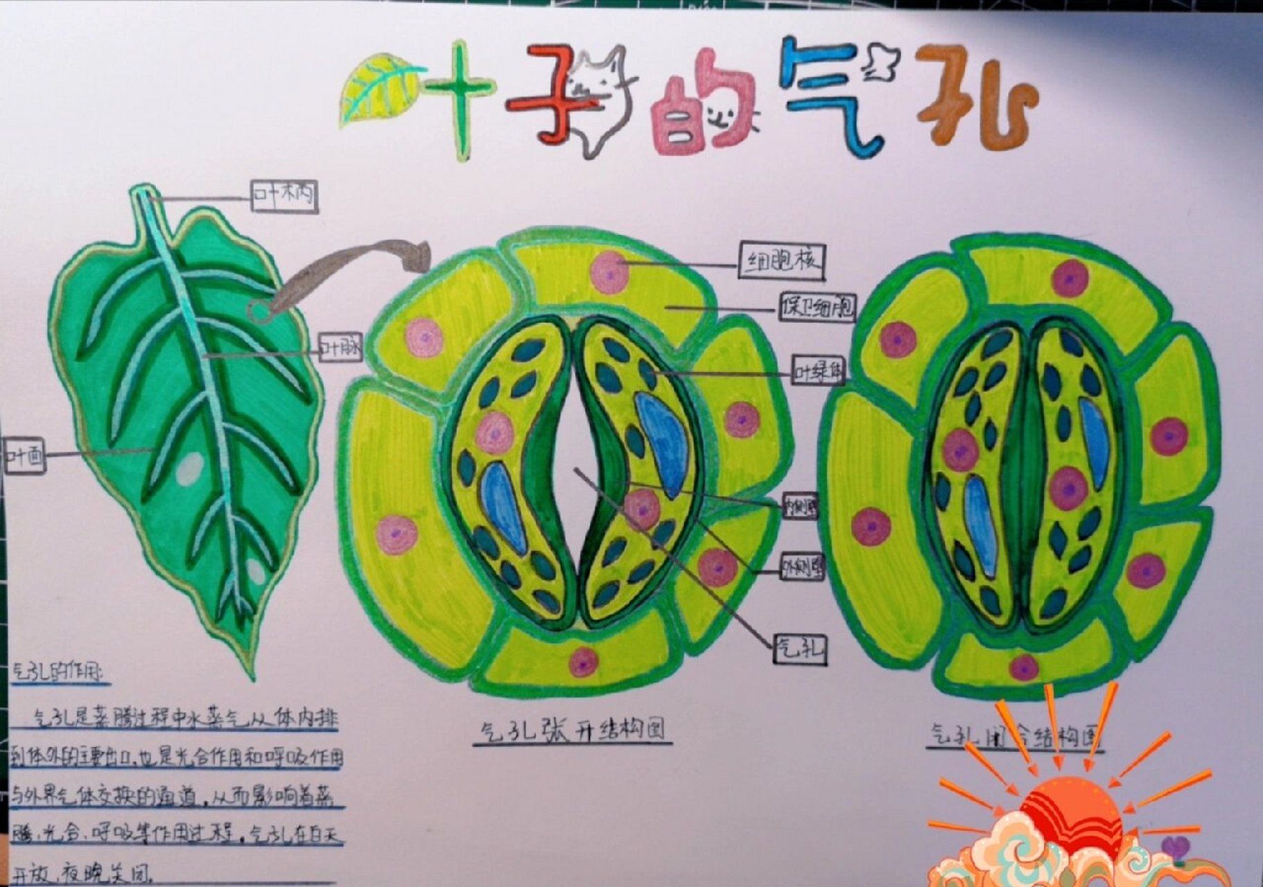 植物叶表皮气孔结构图图片