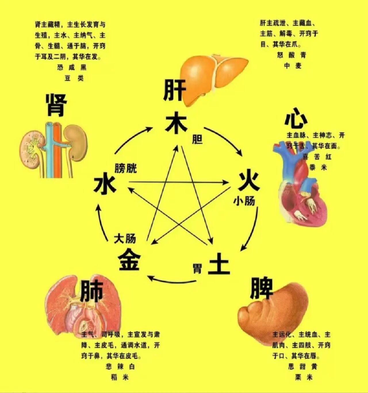 认识人体五脏六腑 人体脏腑亦分阴阳五脏:肝 心 脾 肺 肾—为阴