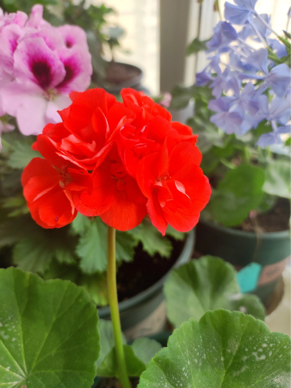 直立天竺葵重彩游行  大花球品种,我家这个养了才2个月,收到时只有12