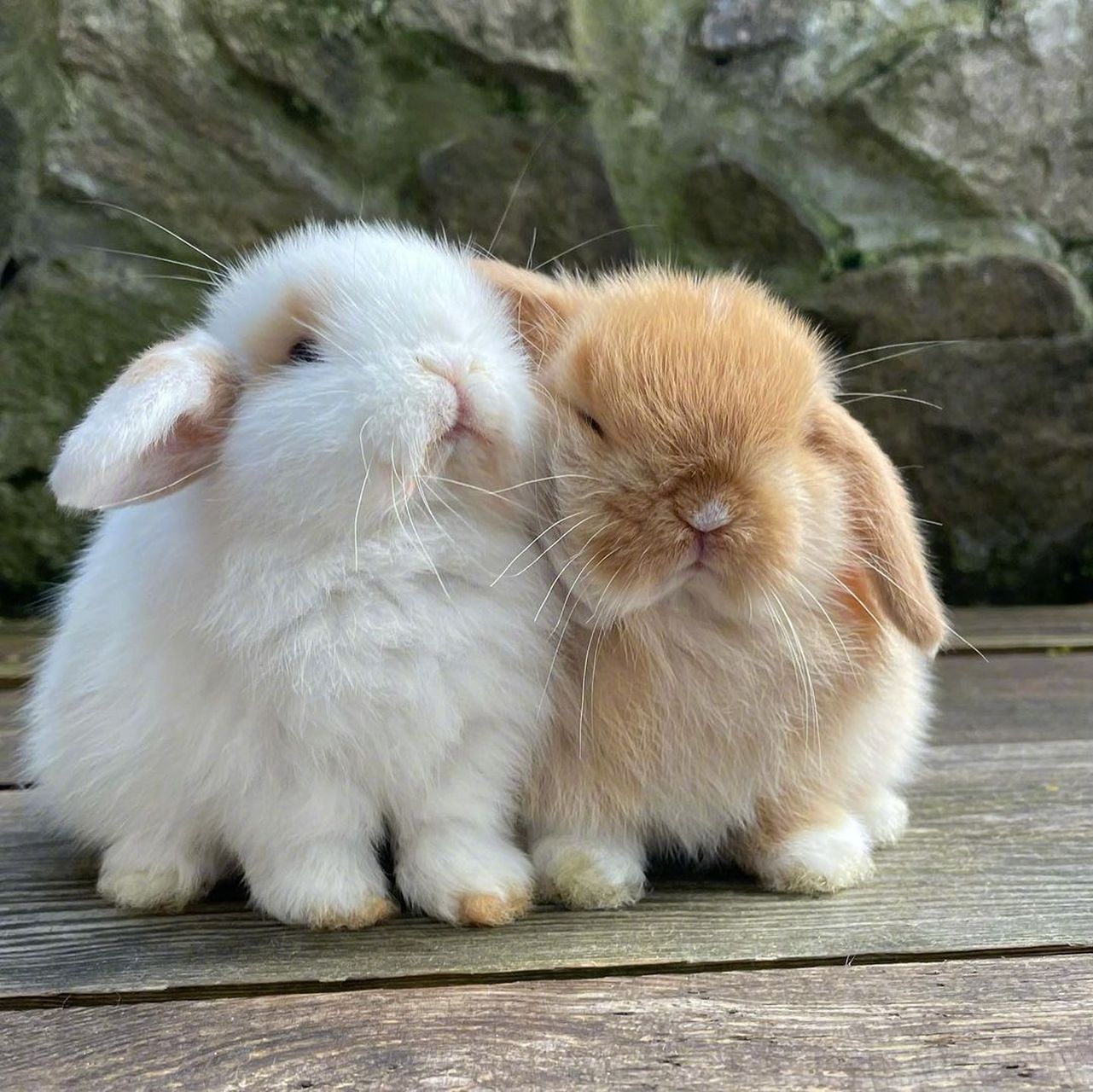 兔子君的可爱日常