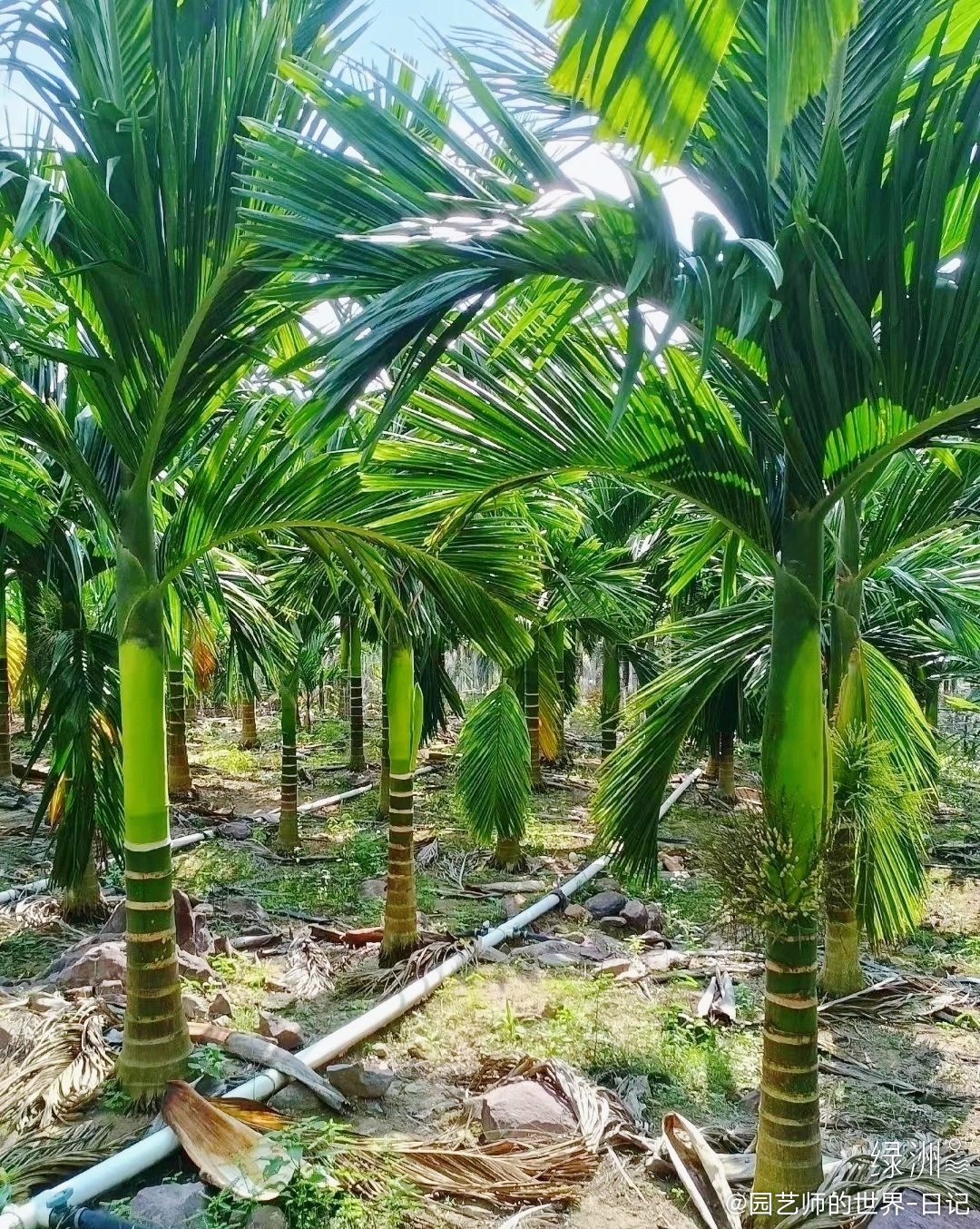 槟榔树是热带地区典型的一种植物,属于棕榈科槟榔属常绿乔木