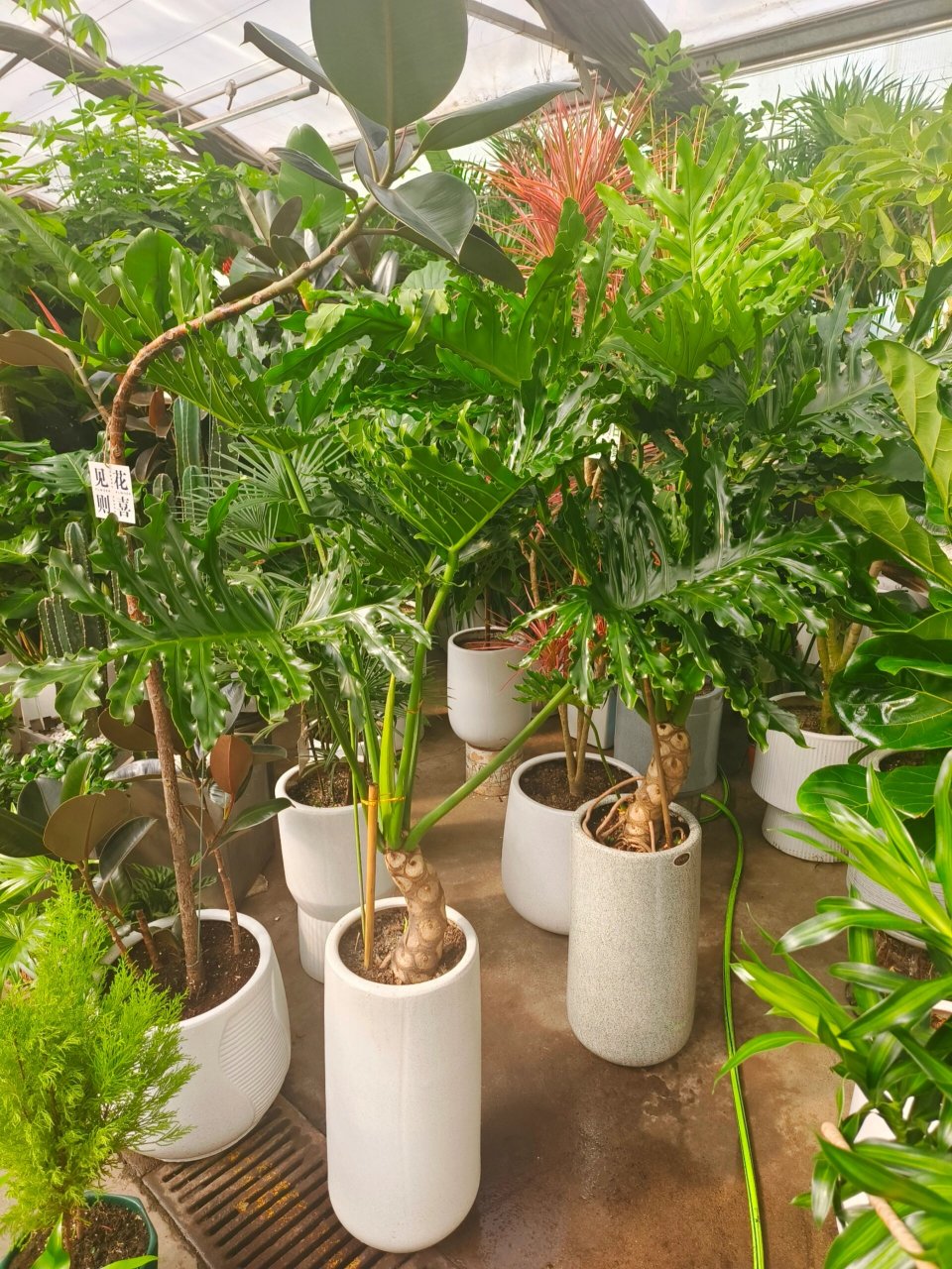 老桩龙鳞春羽73连盆1米773乌鲁木齐绿植 龙鳞春羽高度1.