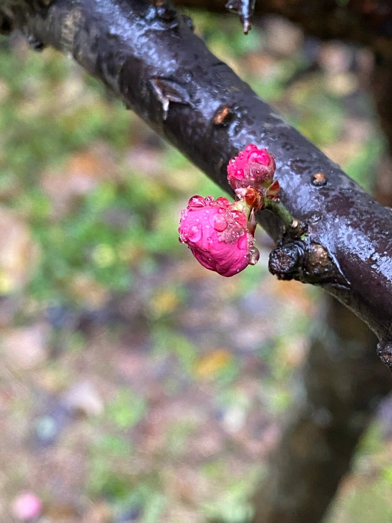 梅花的花骨朵儿图片