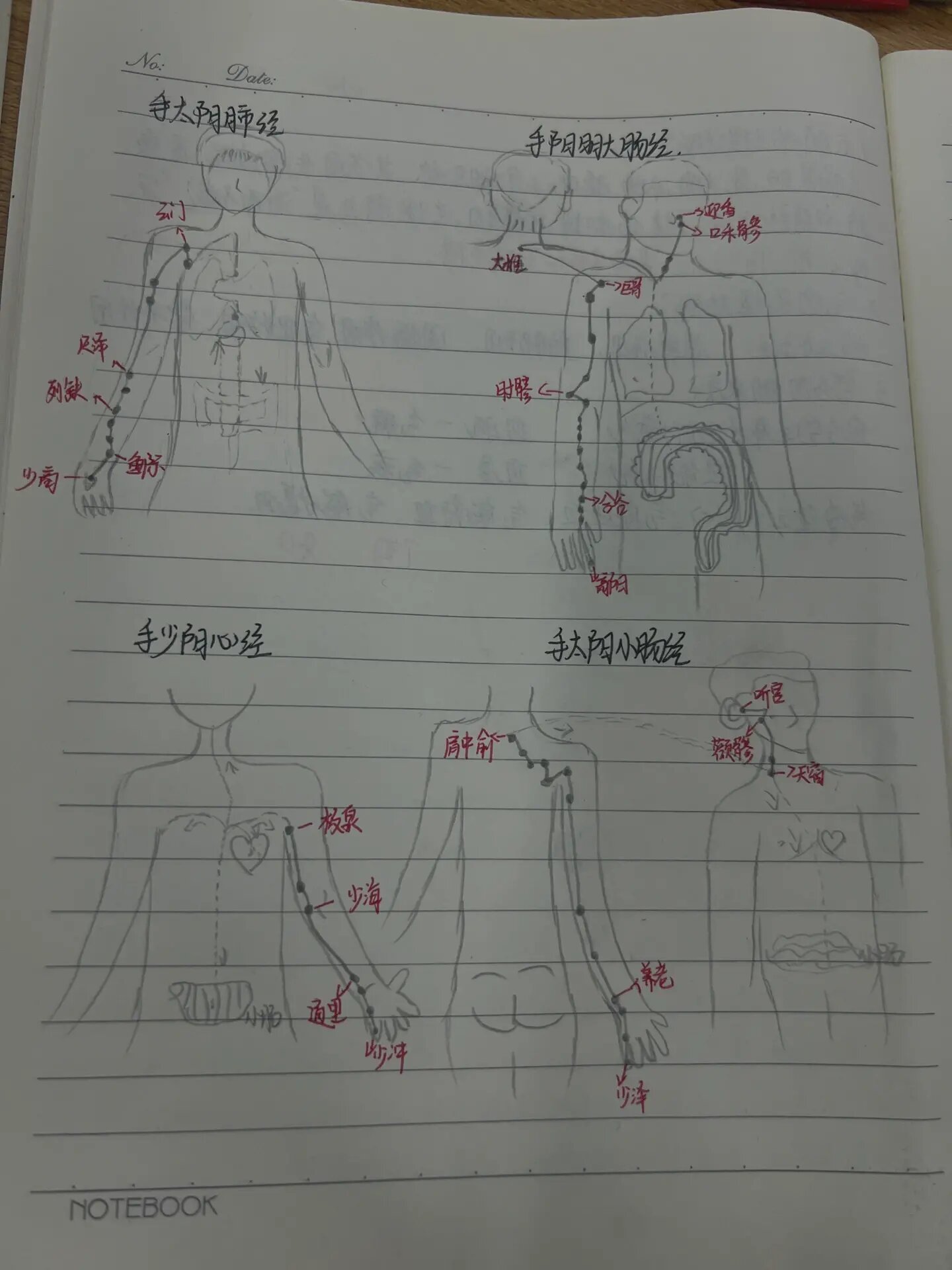 手三阴手三阳经络图片