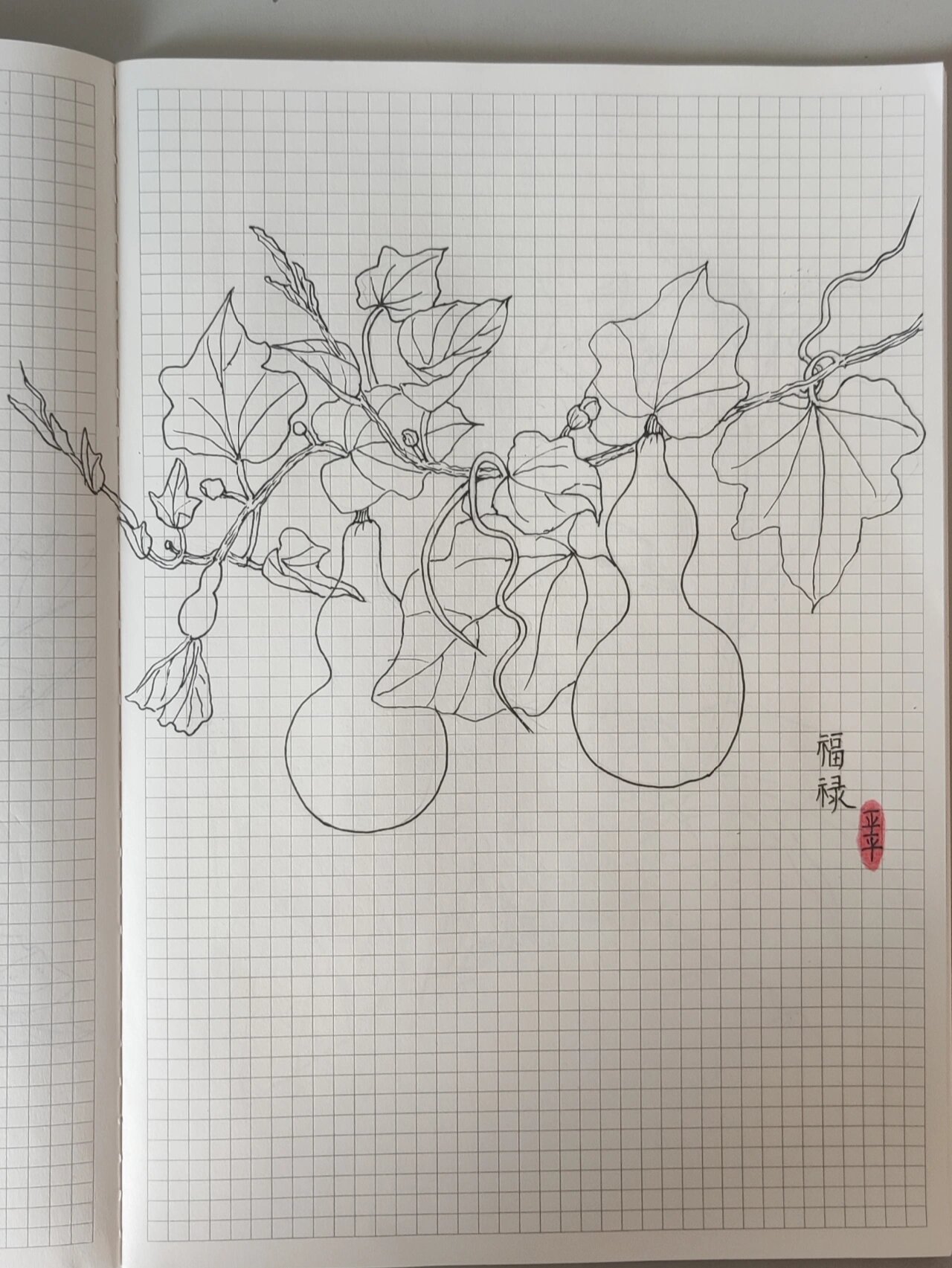 手绘植物速写199天!葫芦