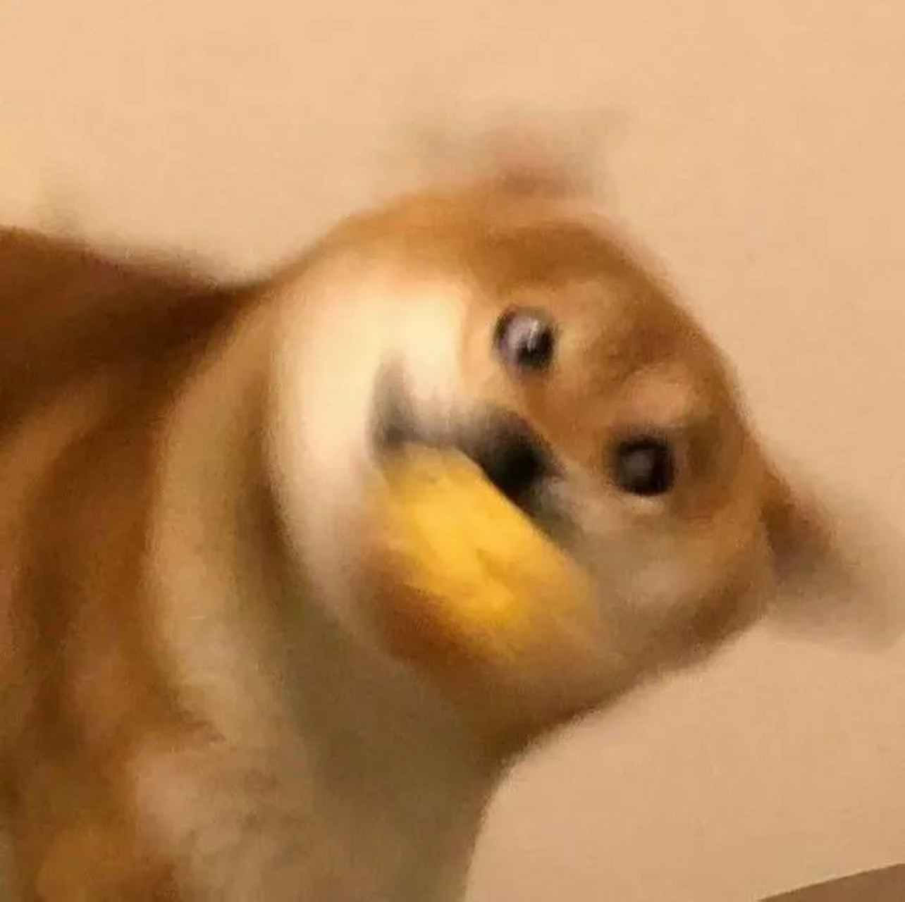 沙雕头像～动物 不正经我又来造作了～(我绝对不会说我是因为没有找到