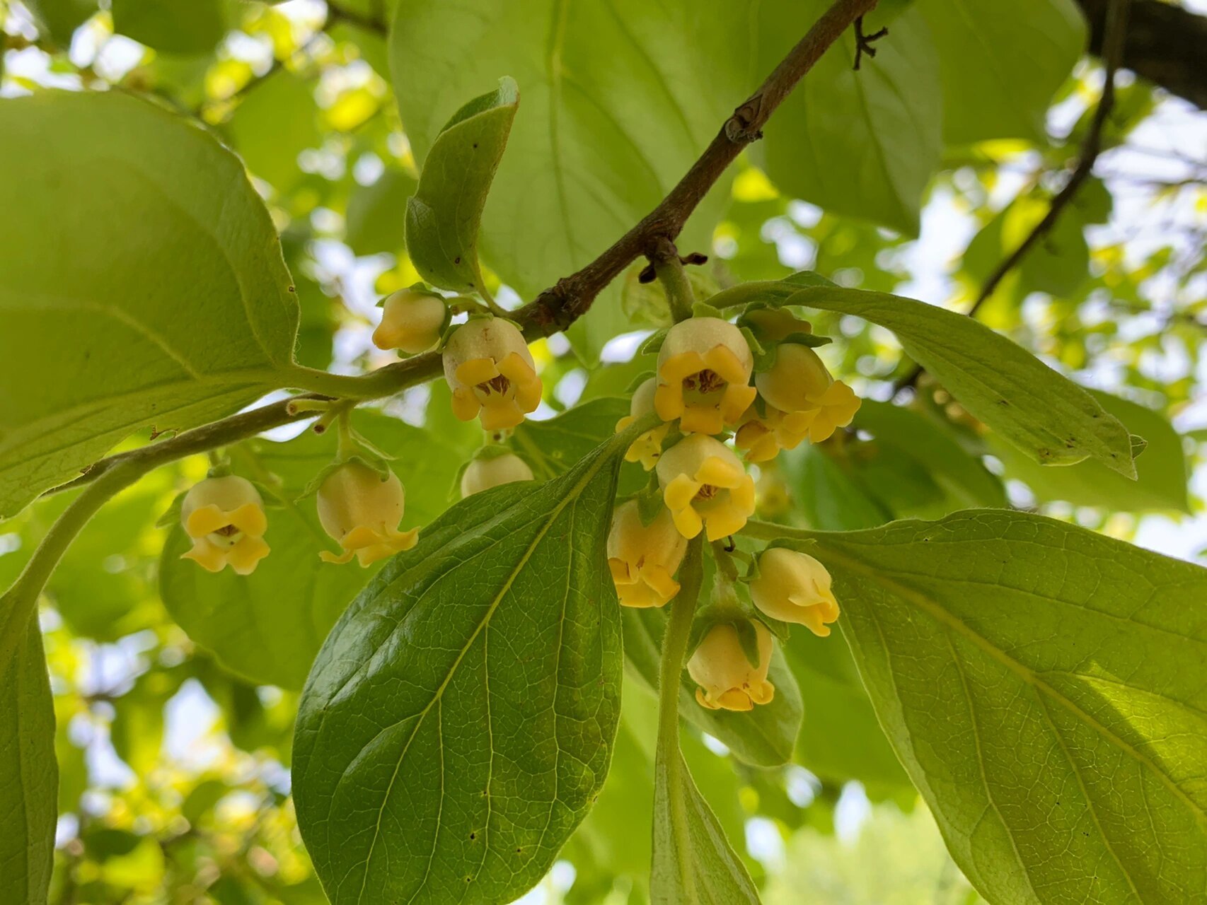 柿子花-去看花85 不知道你有没有看到过柿子树开的花 可能不是太注意