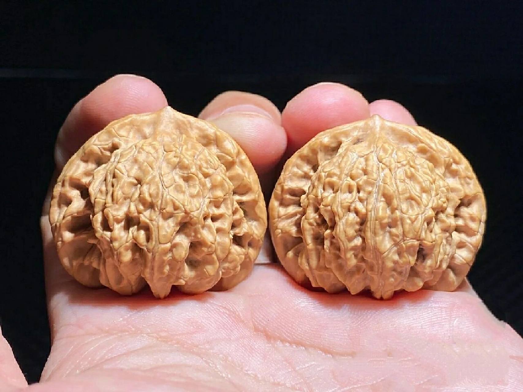 文玩核桃讲解之[霞云岭狮子头] 取名:霞云岭是一款以产地命名的狮子头