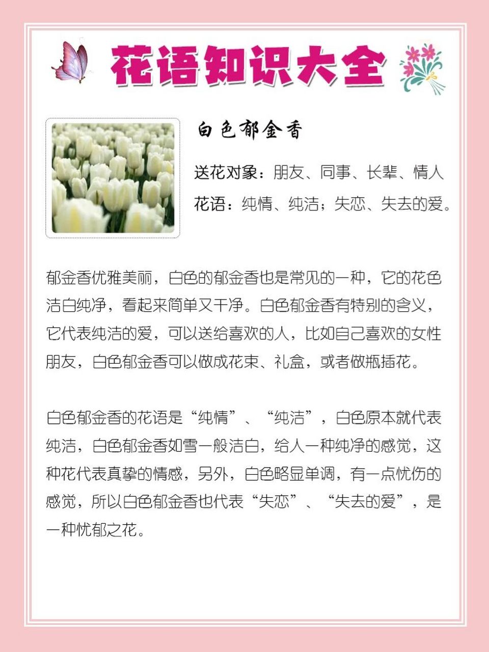 5195白色郁金香的花语 93白色郁金香 送花对象:朋友,同事,长辈