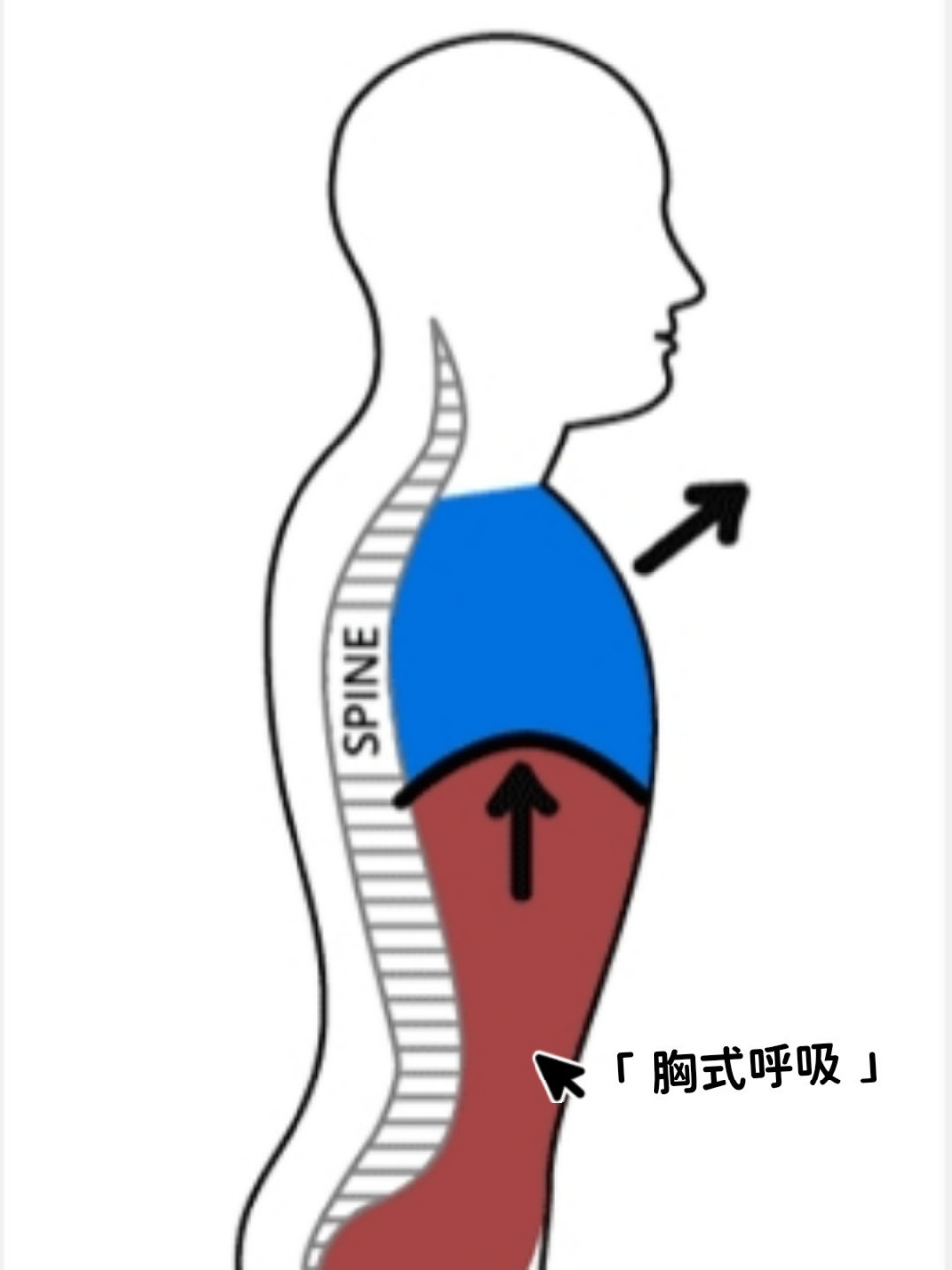 唱歌时气息流动图解图片