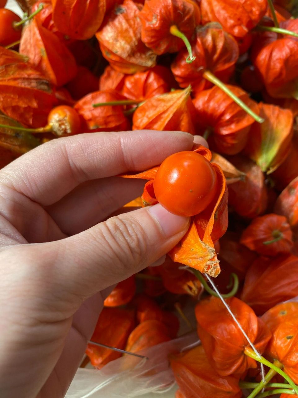 好吃又好看的红姑娘果 红的像姑娘害羞的脸,所以叫红姑娘果 我们东北