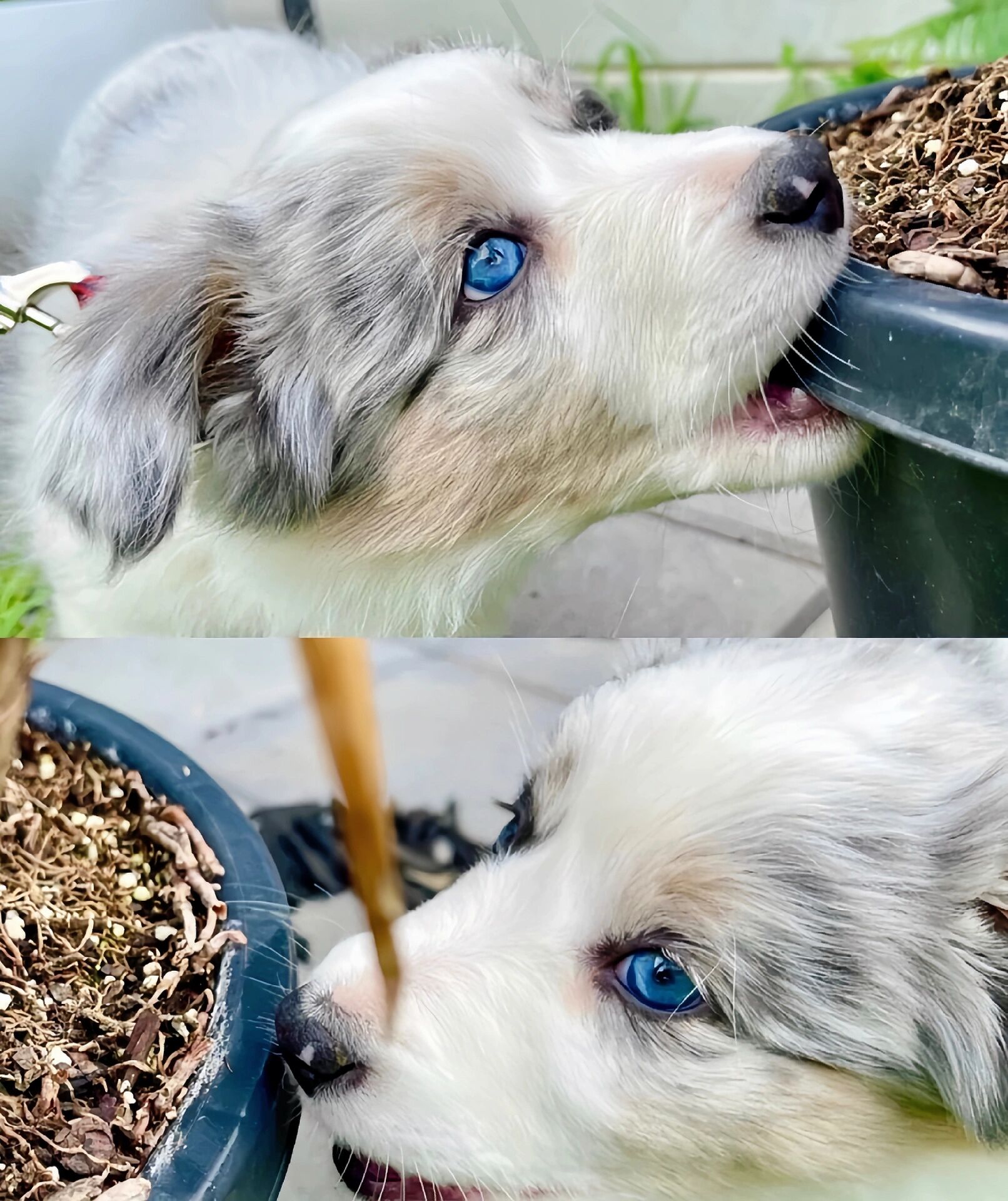 重庆陨石边牧|蓝眼高颜值陨石边牧多只待售