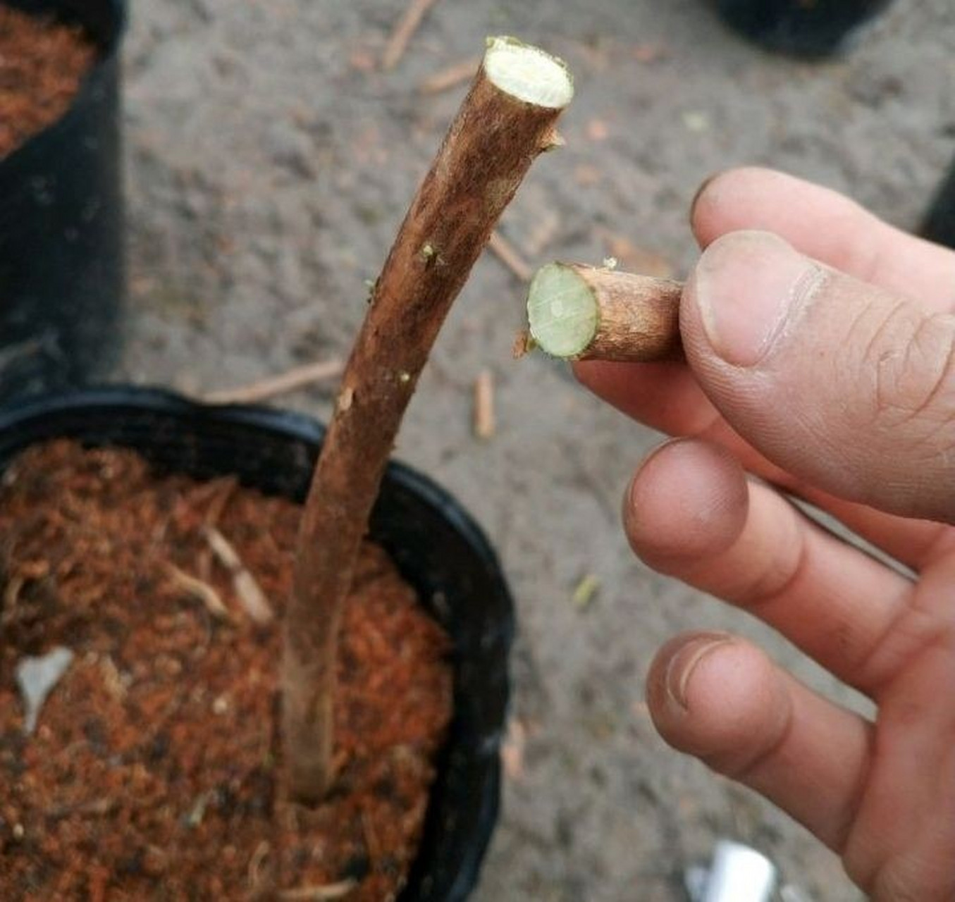 杜鹃花嫁接方法分享,仅供大家参考学习 图1,选砧木修平接口; 图2,正劈