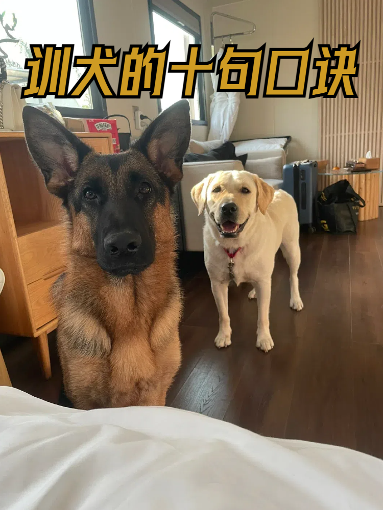 今天我要和大家分享的主题是训犬的十句口诀