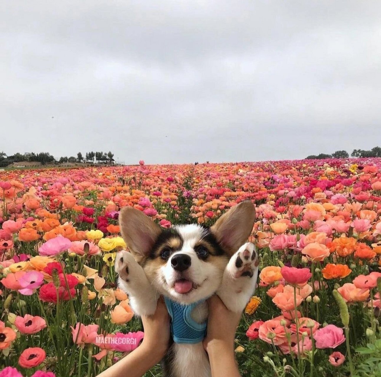 一些小花狗【小狗头像】 春天和小狗如期而至