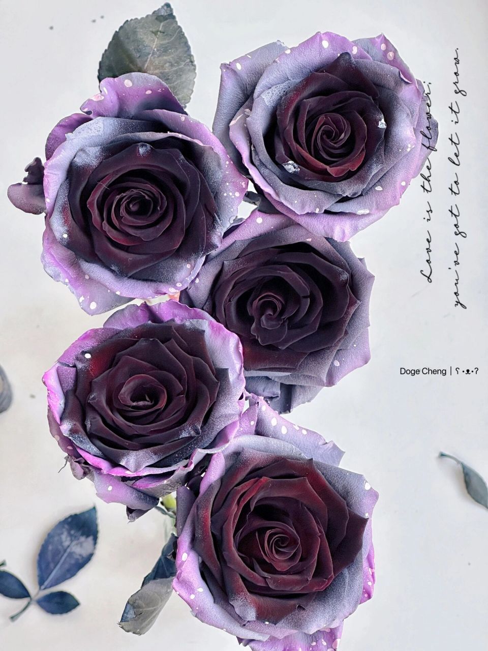 女巫之花 厄瓜多尔玫瑰-月光闪耀sparkle moon