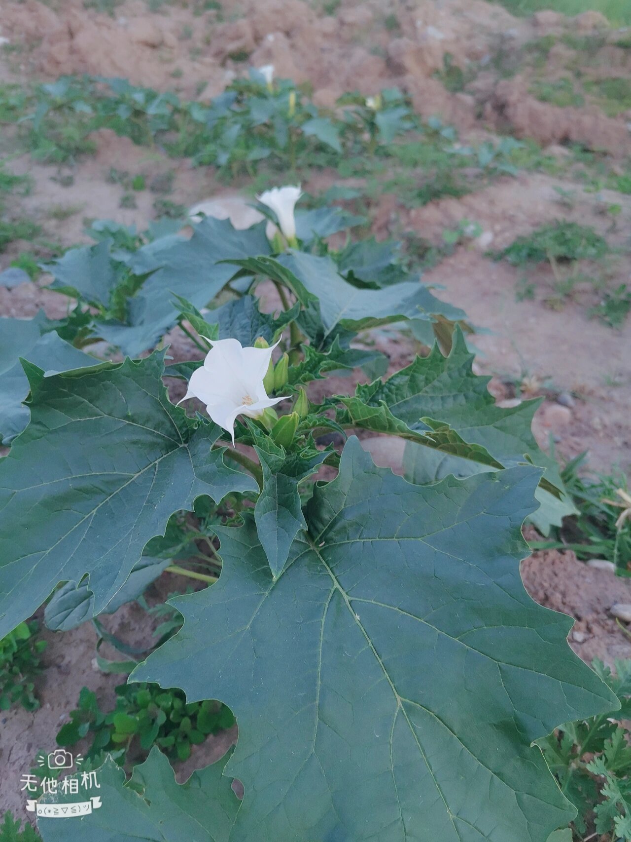 满山遍野都是这个植物,野生曼陀罗花