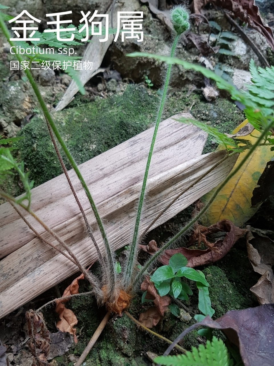 金毛狗蕨的芽点图片