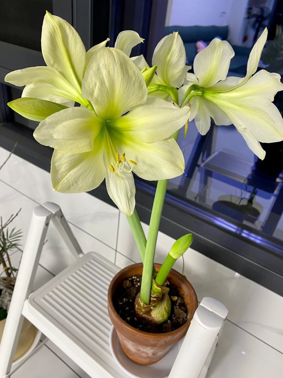 朱顶红柠檬之星93day 23 柠檬之星开6朵啦90