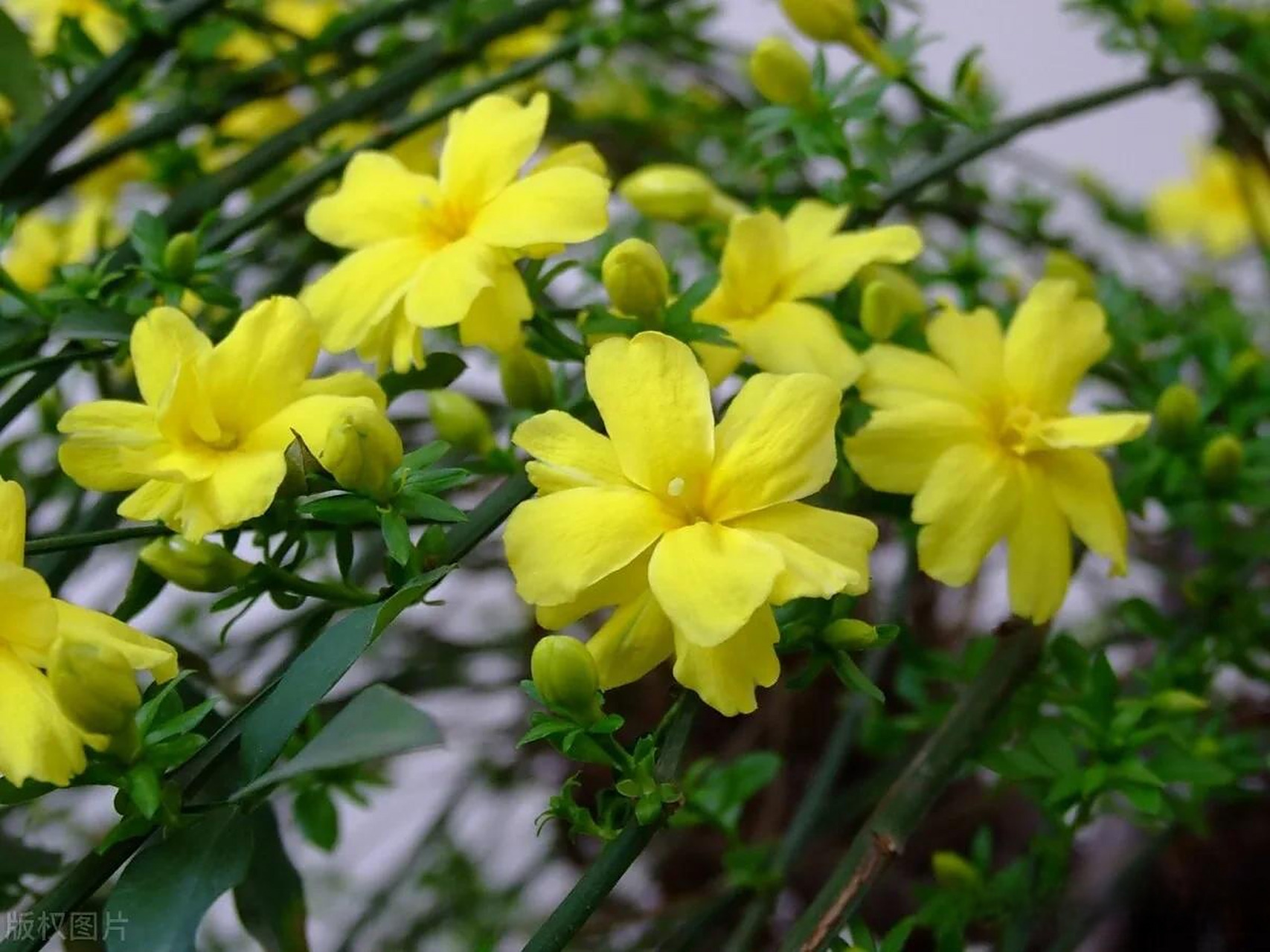 黄素馨一般指野迎春,野迎春( jasminum mesnyi hance )是木樨科素馨属