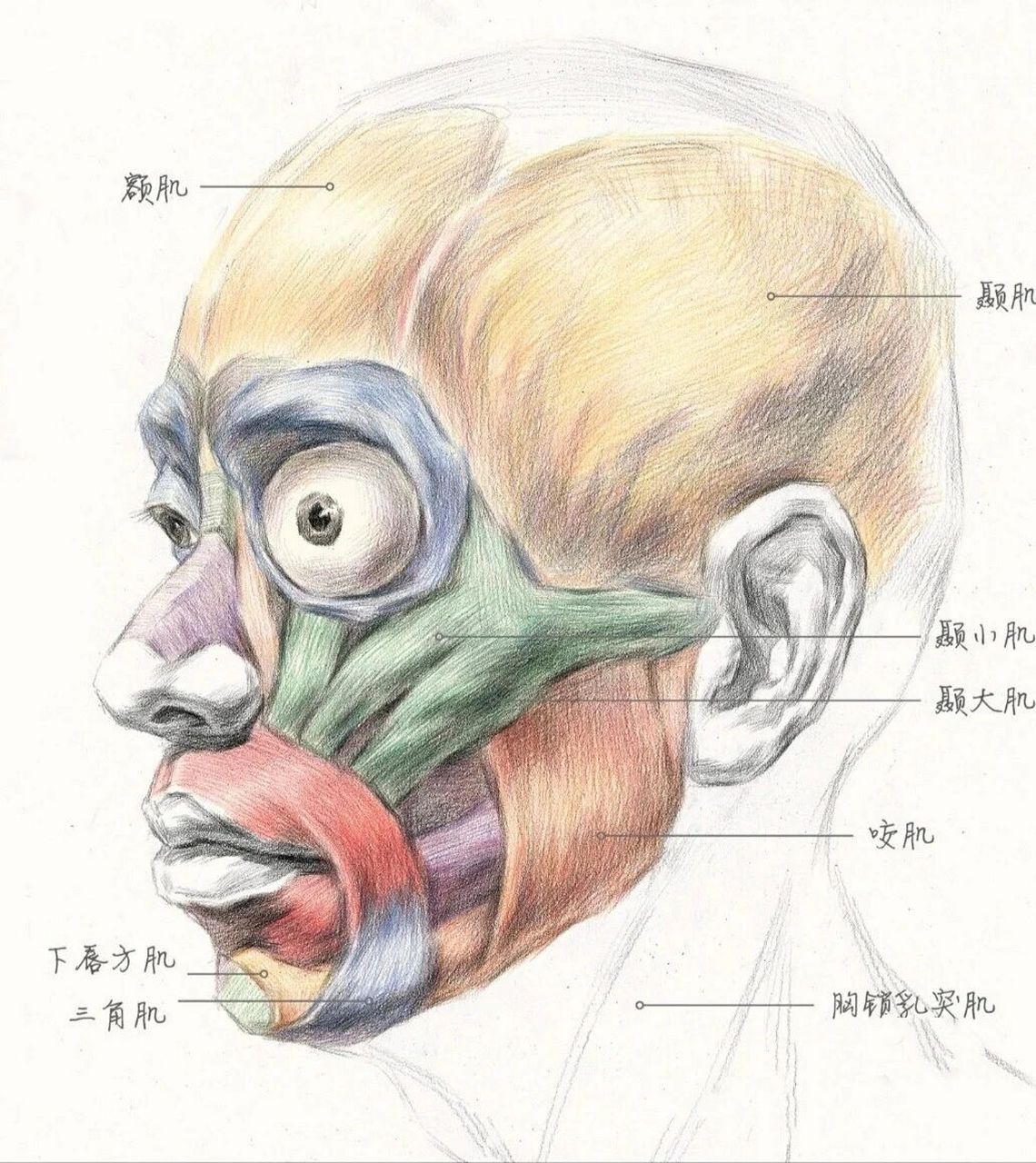 头像素描脸部肌肉结构图片