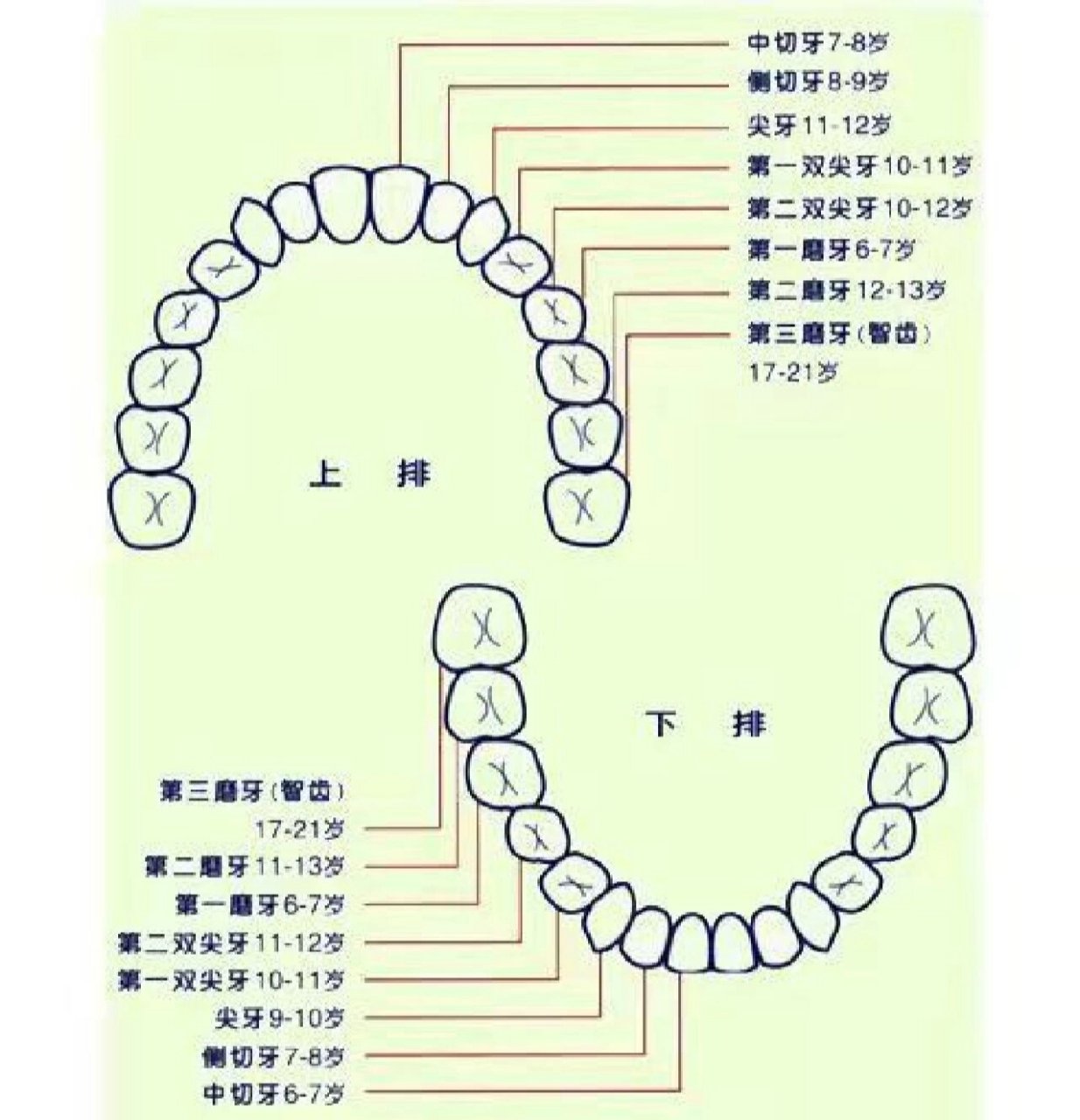 28颗牙齿名称图片 颗牙图片