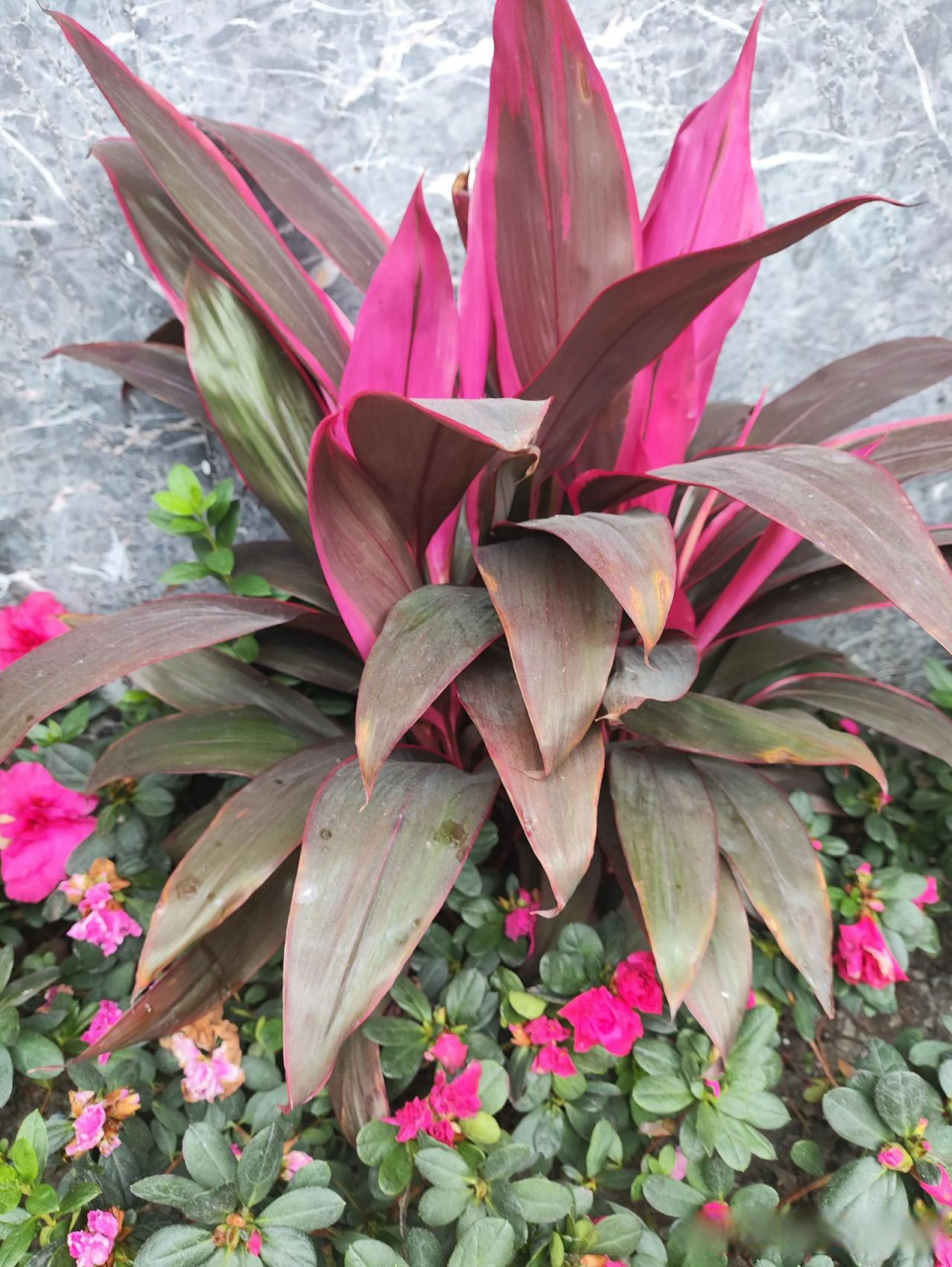 秋冬时节的花   朱蕉 观叶植物 阔叶 植株挺拔 优雅别致