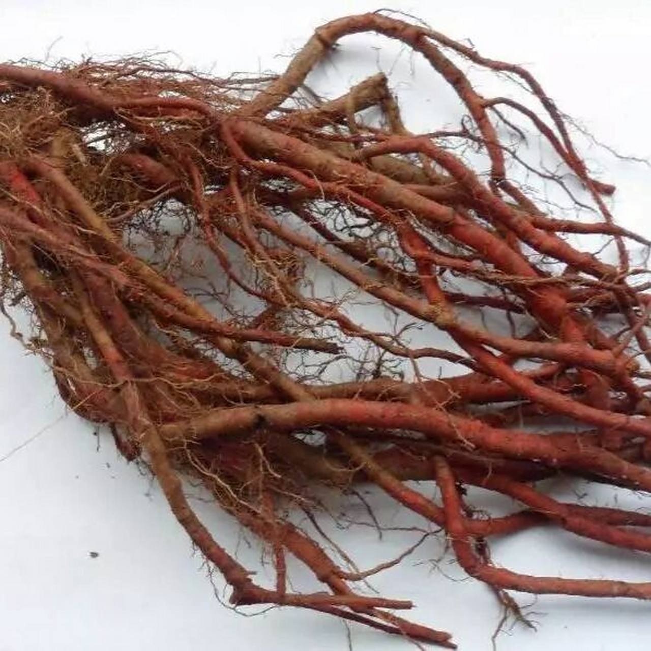 中药|每日一药——丹参 丹参 性味与归经: 苦,微寒.归心,肝经.