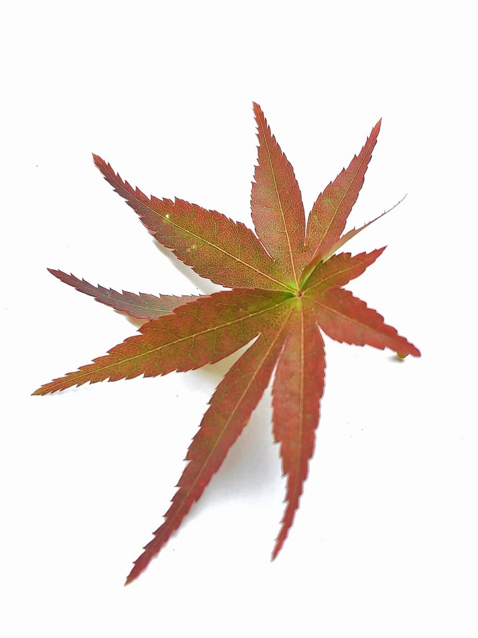 绘画素材1000更——鸡爪枫