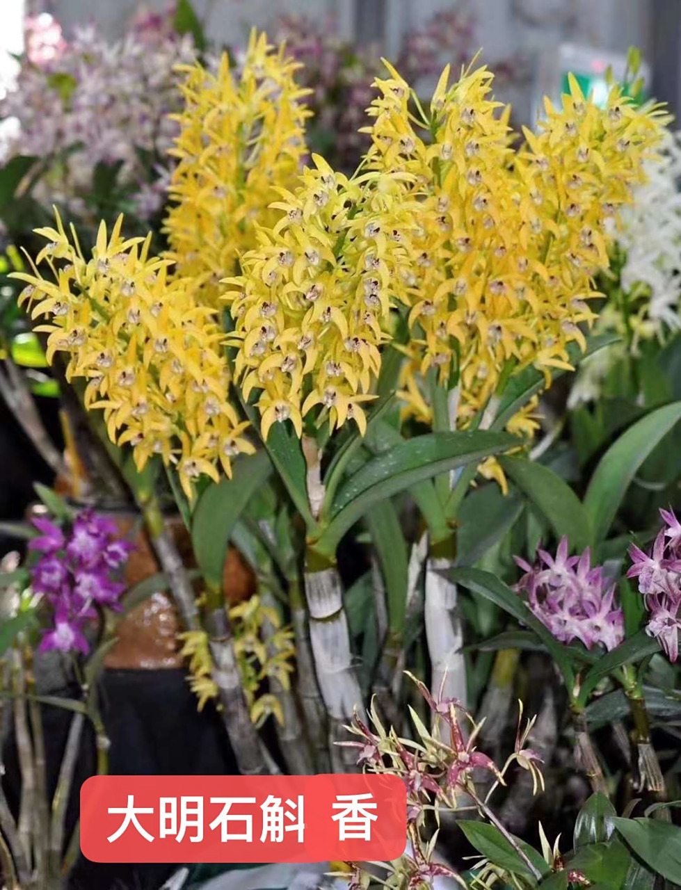 大明石斛 大明石斛(学名:dendrobium speciosum),又名美丽石斛,是于兰