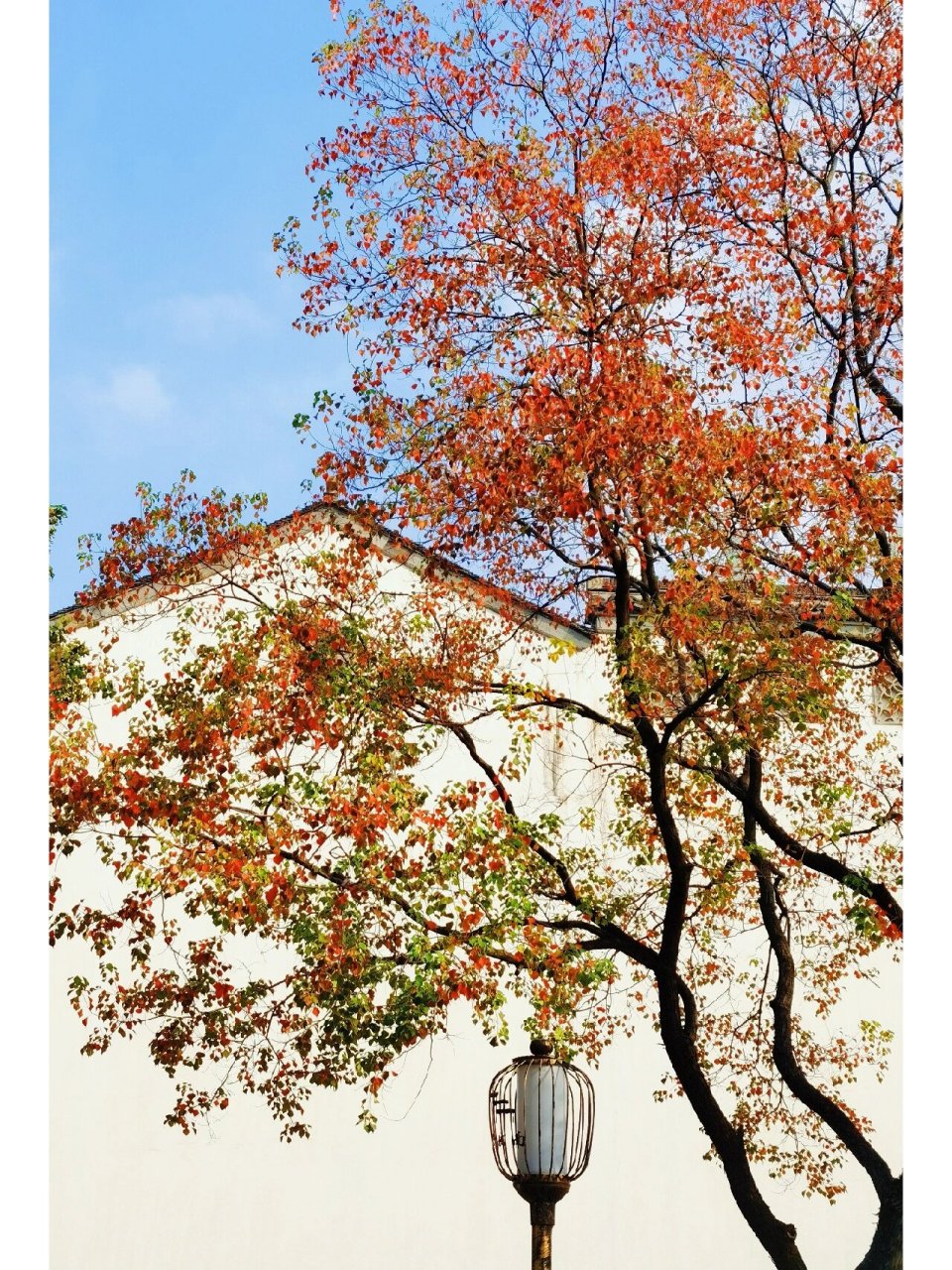 乌桕之美,美在其叶,美在深秋,霜降之后,立冬之前,以叶为花,装点秋色.