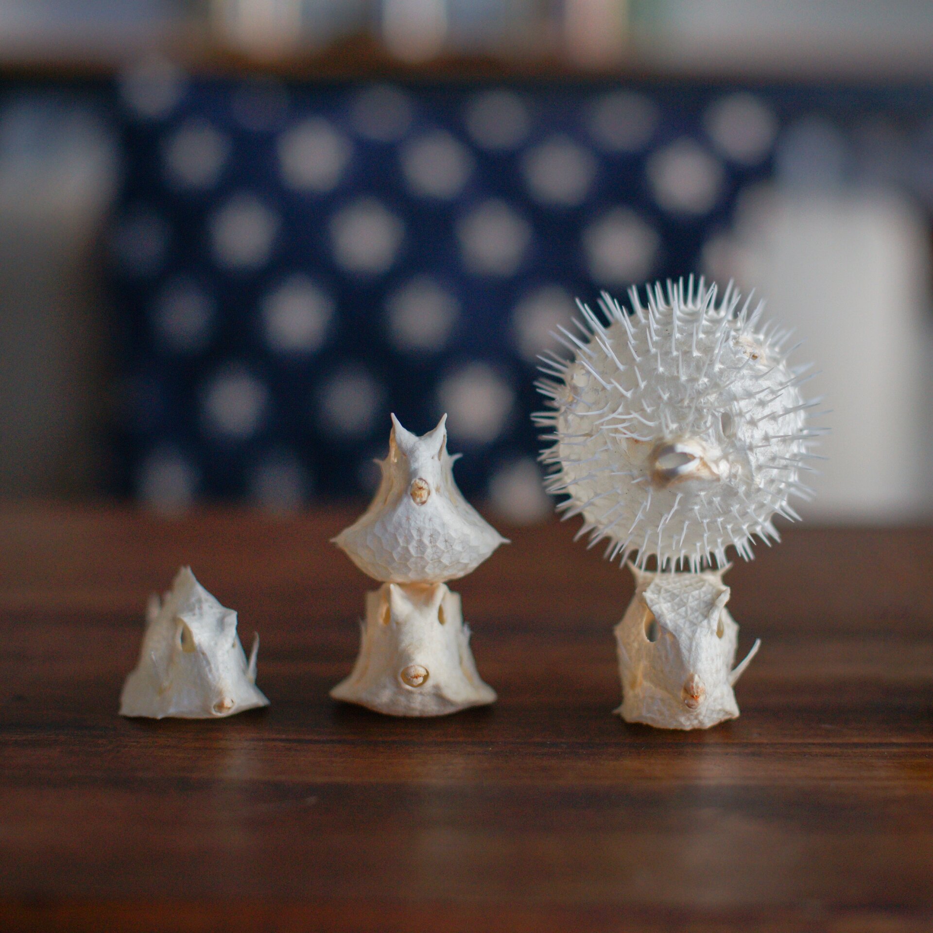 没有人不喜欢小箱豚