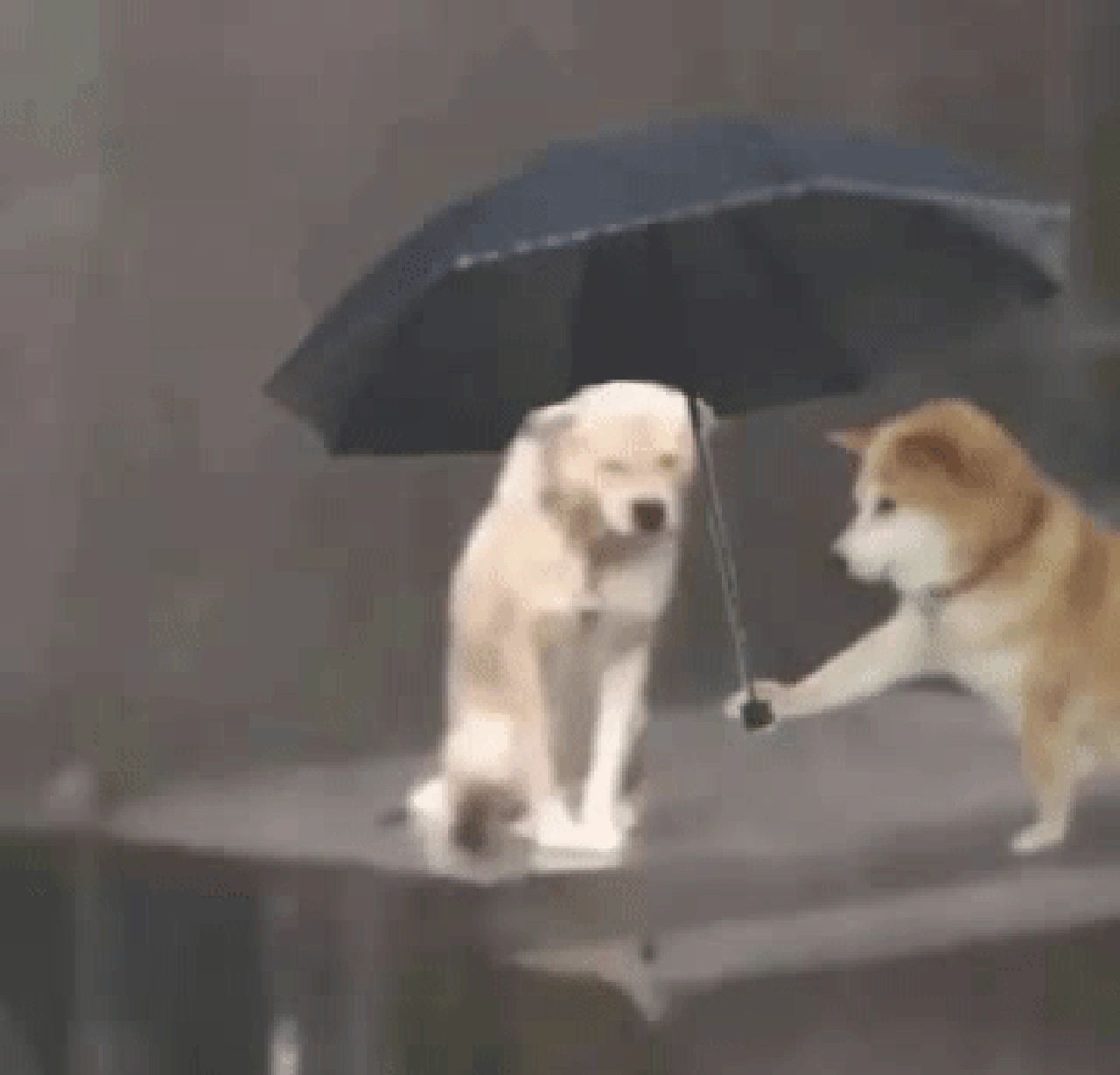 淋雨小狗撑伞表情包系列