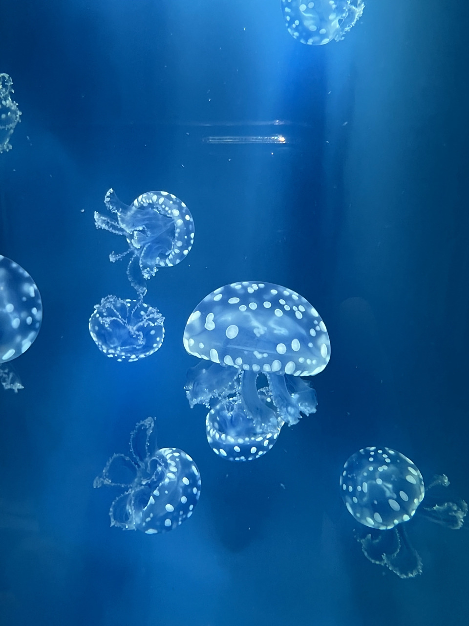 超可爱的水母动图壁纸分享                 礼貌取图