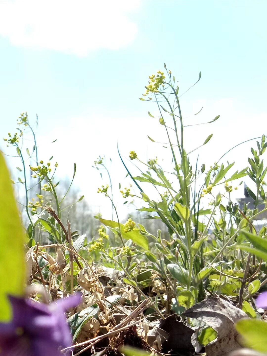 东北野草花(十)葶苈 十字花科葶苈属二年生草本植物.