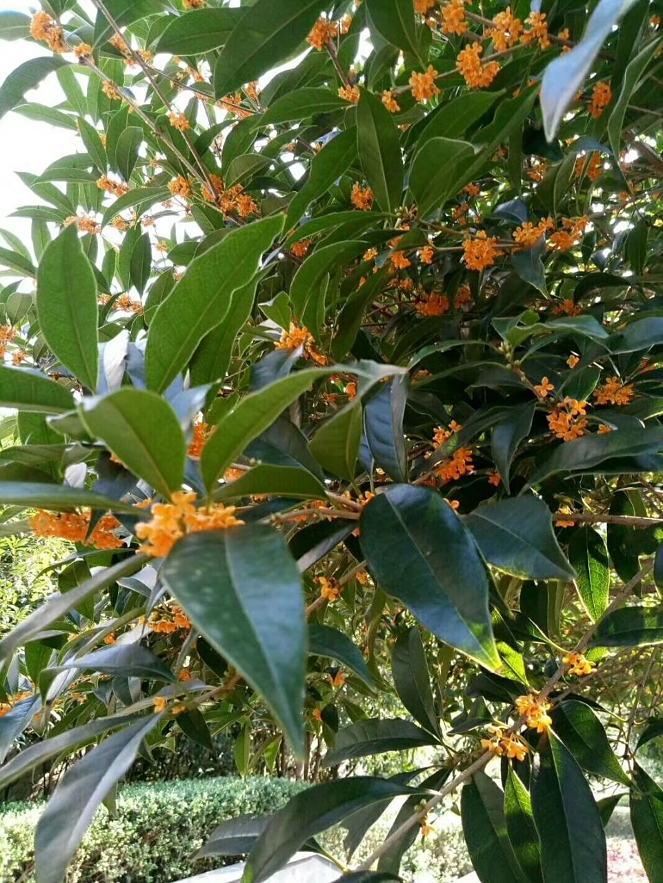 桂花 秋天来了,小区里面的桂树开花了,到处都是花香,沁人肺腑,令人精