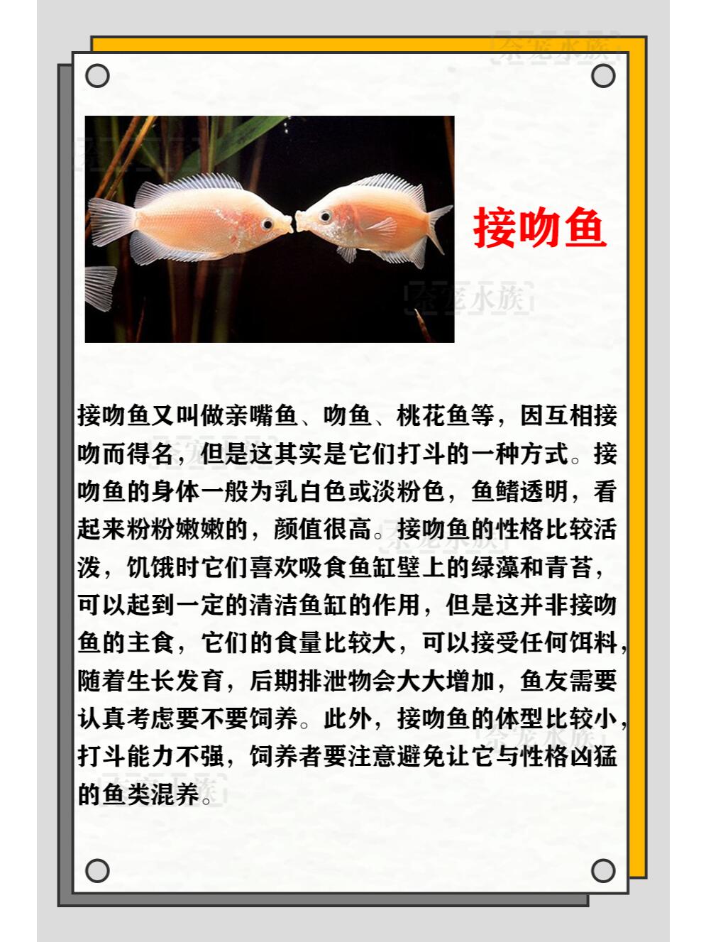 颜值超高的5种清洁鱼