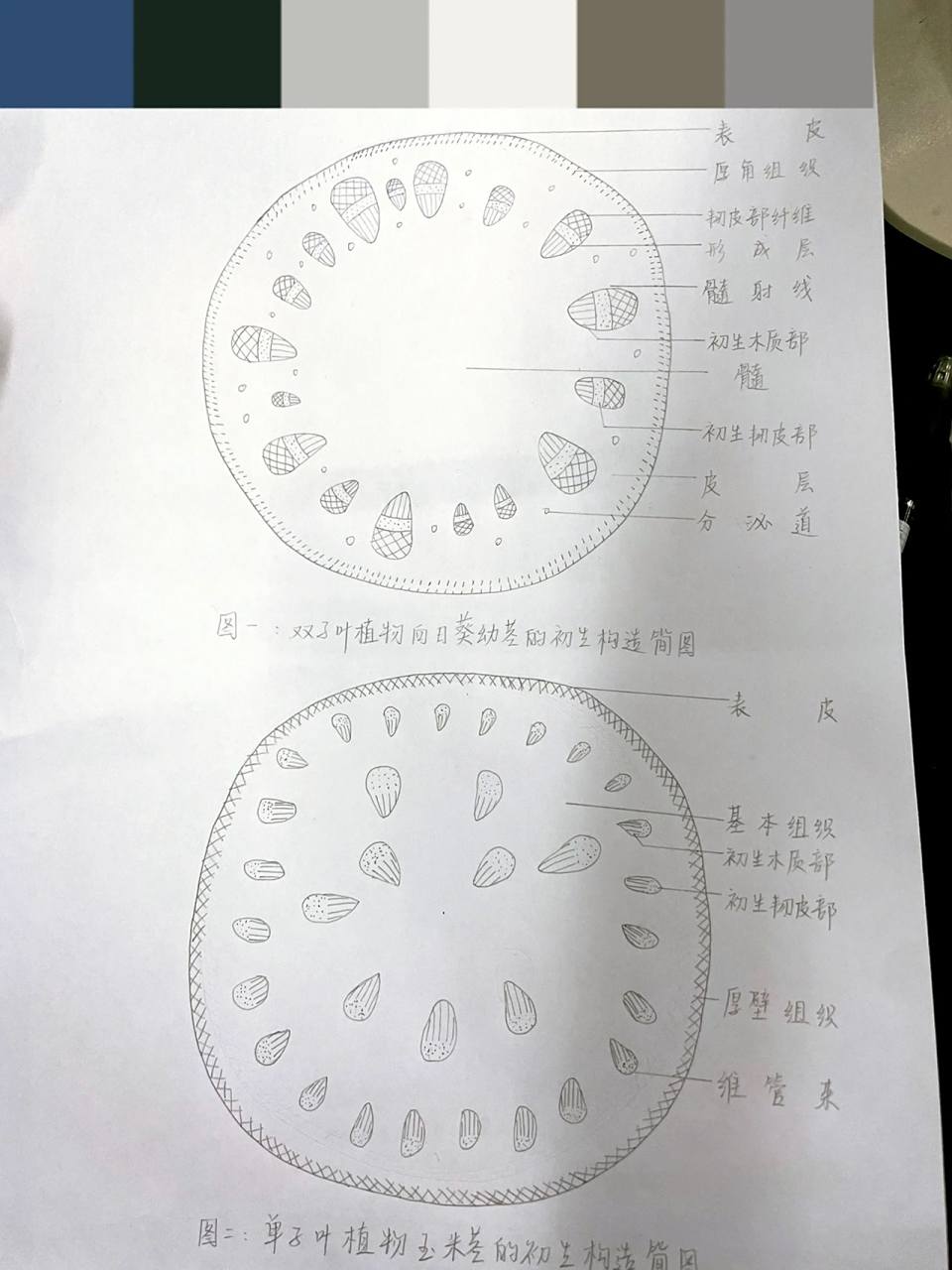 双子叶植物茎的初生构造简图 双子叶植物茎的初生构造简图