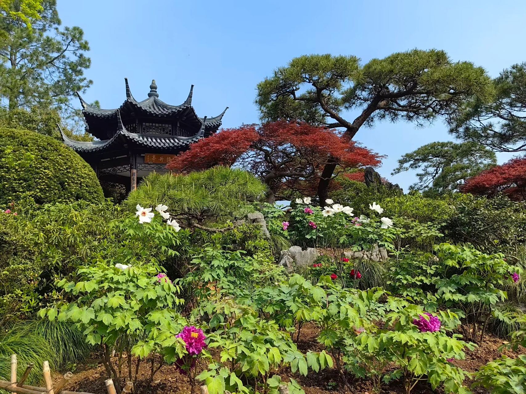 花港观鱼的绝美牡丹亭 花港观鱼里有个牡丹园,里面的牡丹开的正盛