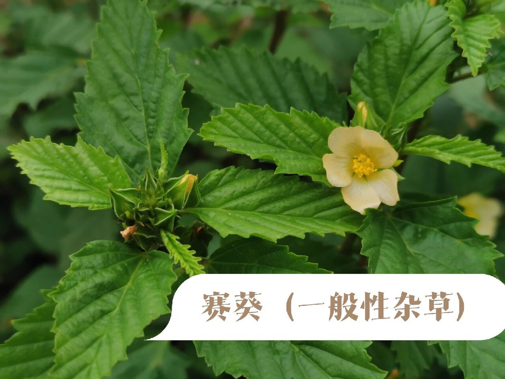 植物笔记-赛葵 科属  锦葵科 赛葵属 类别  亚灌木 作用  全草入药