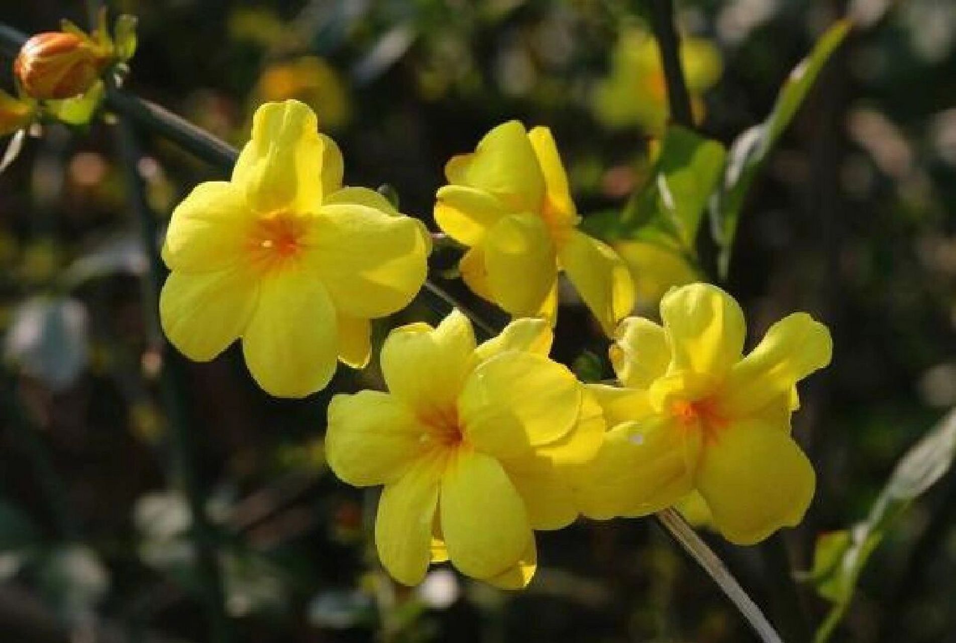 百度百科:迎春花(学名:jasminum nudiflorum lindl.