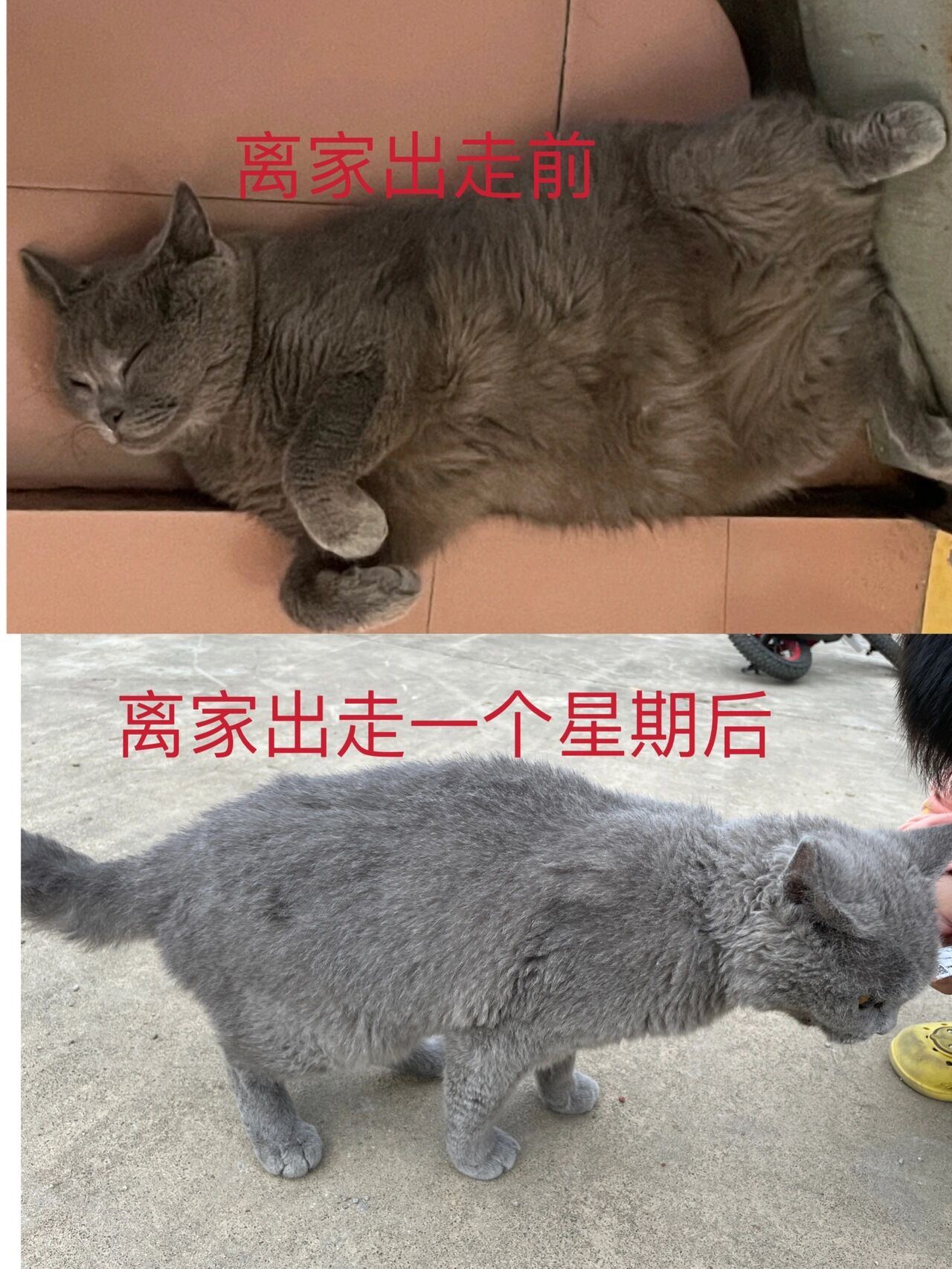 猫走丢还会回来吗?答案是:会的