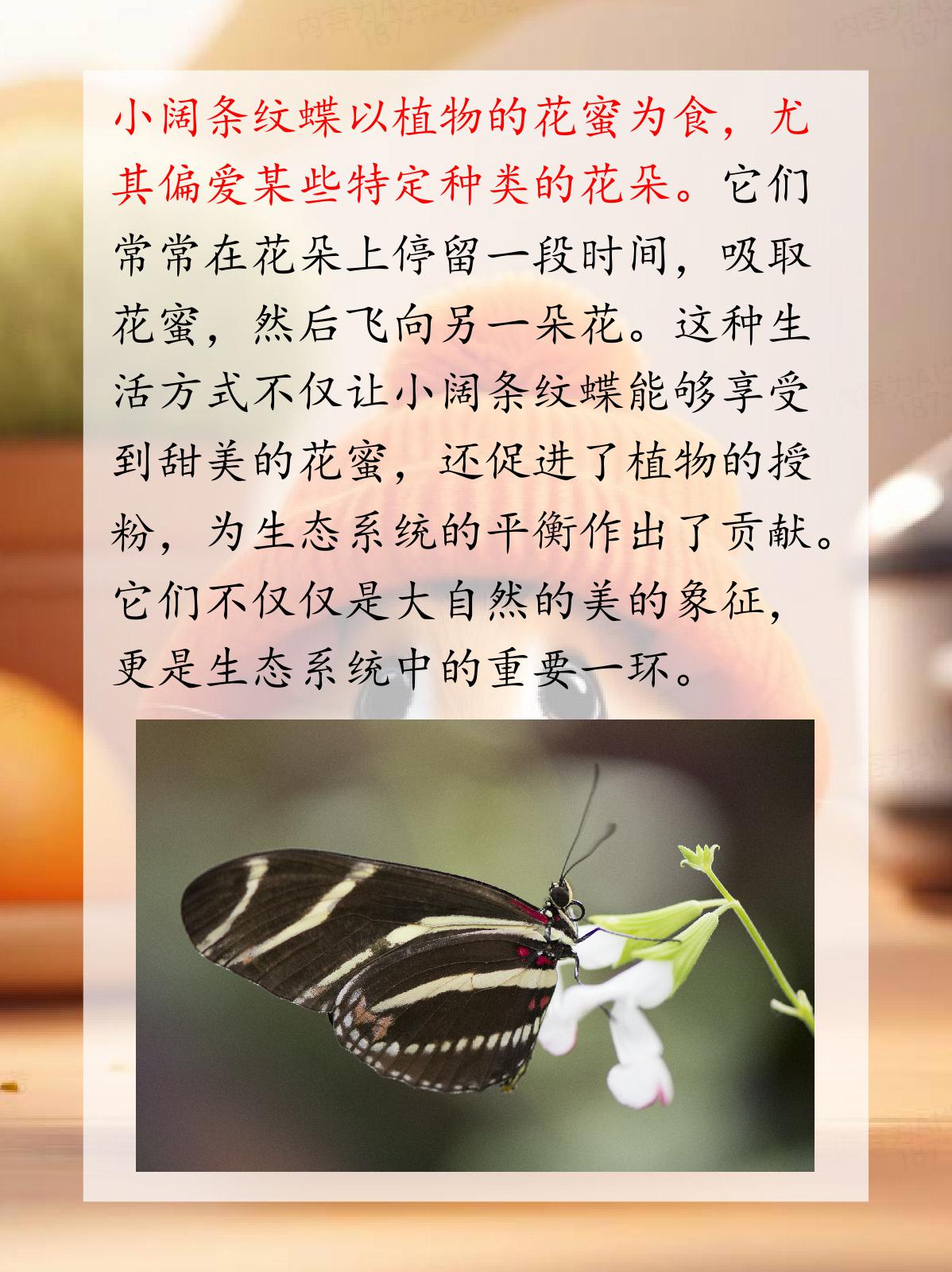 小阔条纹蝶法布尔图片