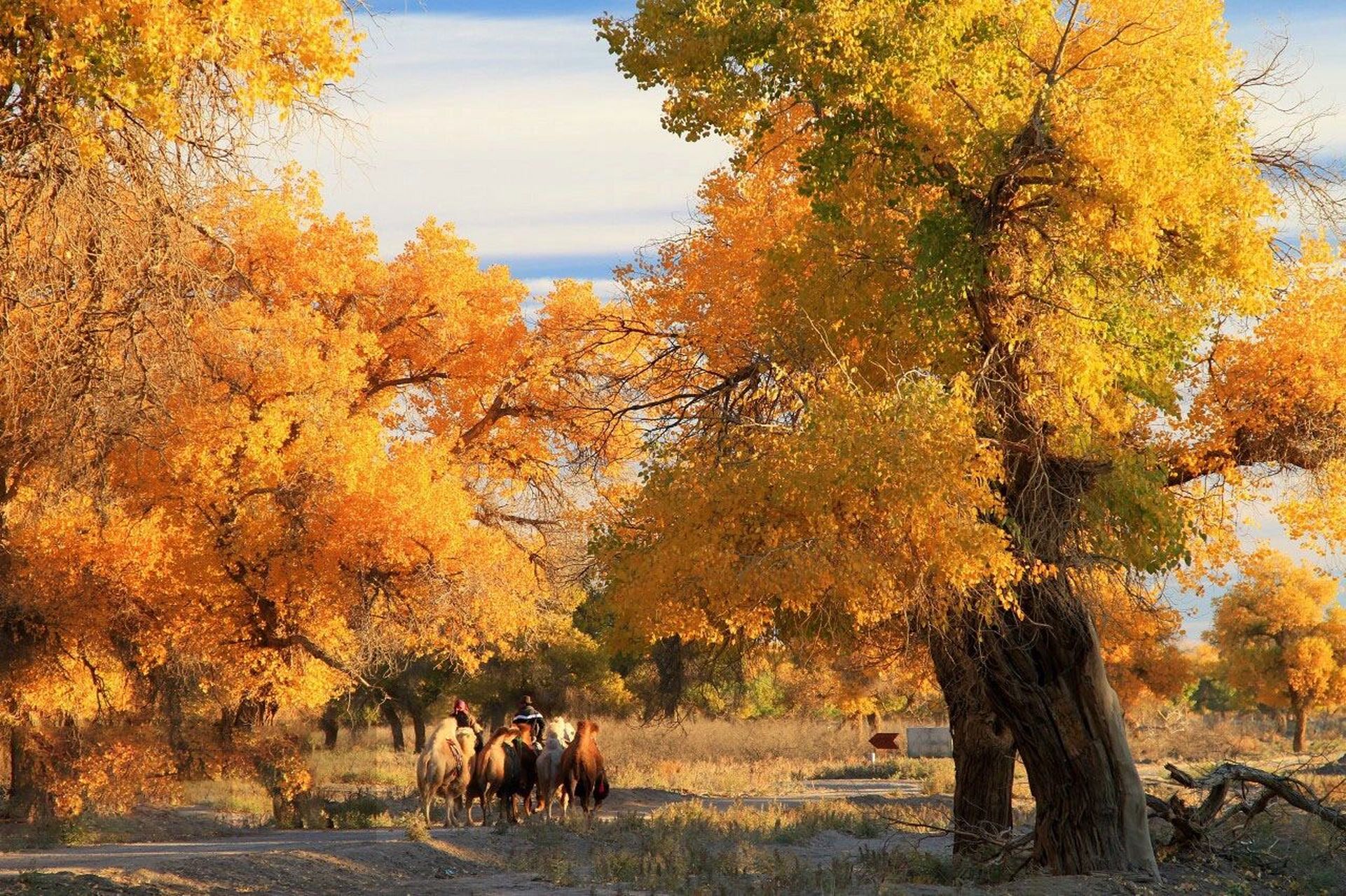 额济纳旗胡杨林 内蒙古额济纳胡杨林国家级自然保护区位于额济纳旗的