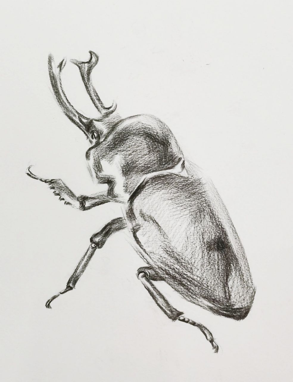 甲虫素描绘画步骤